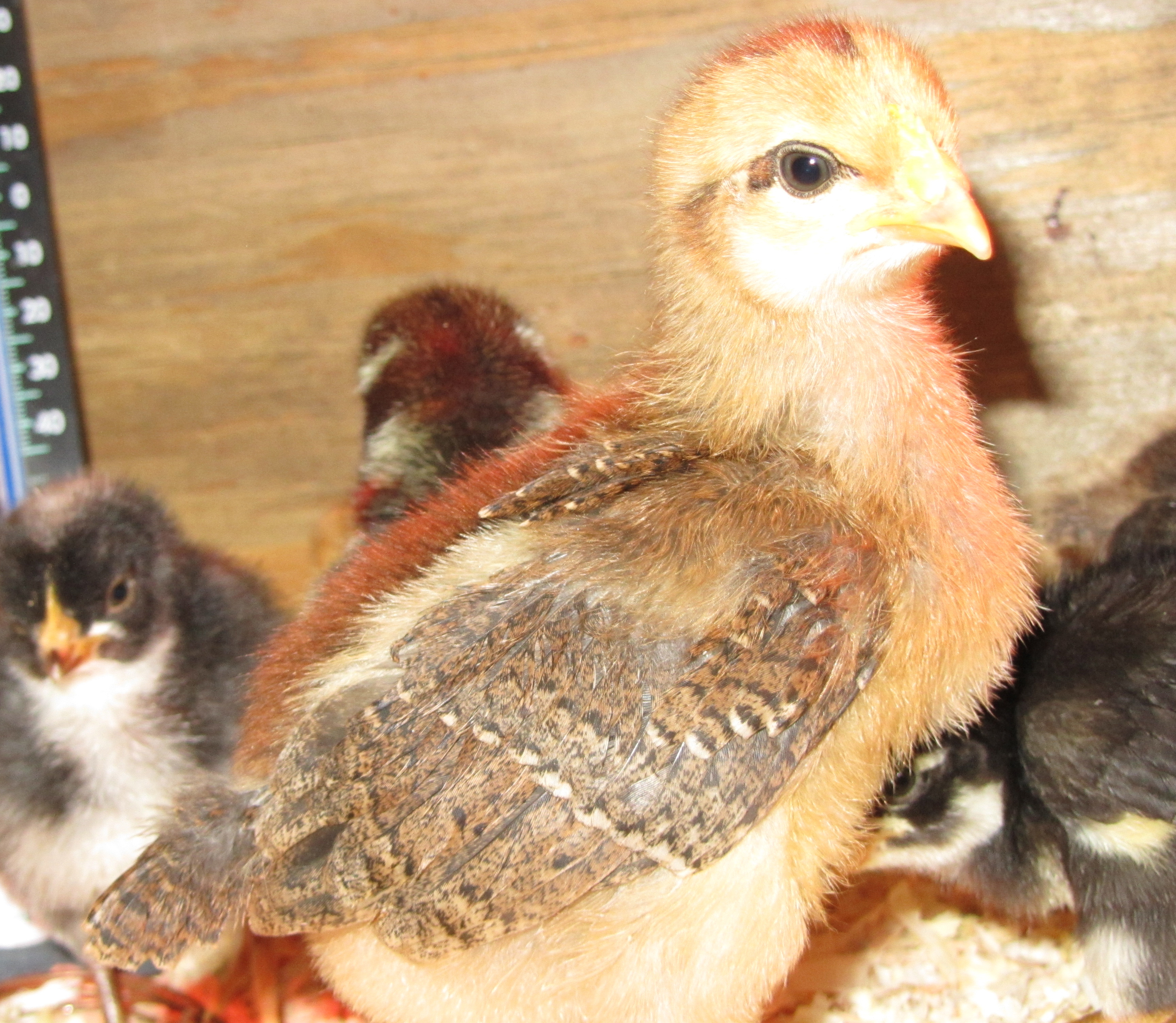 Welsummer ~10 days old?