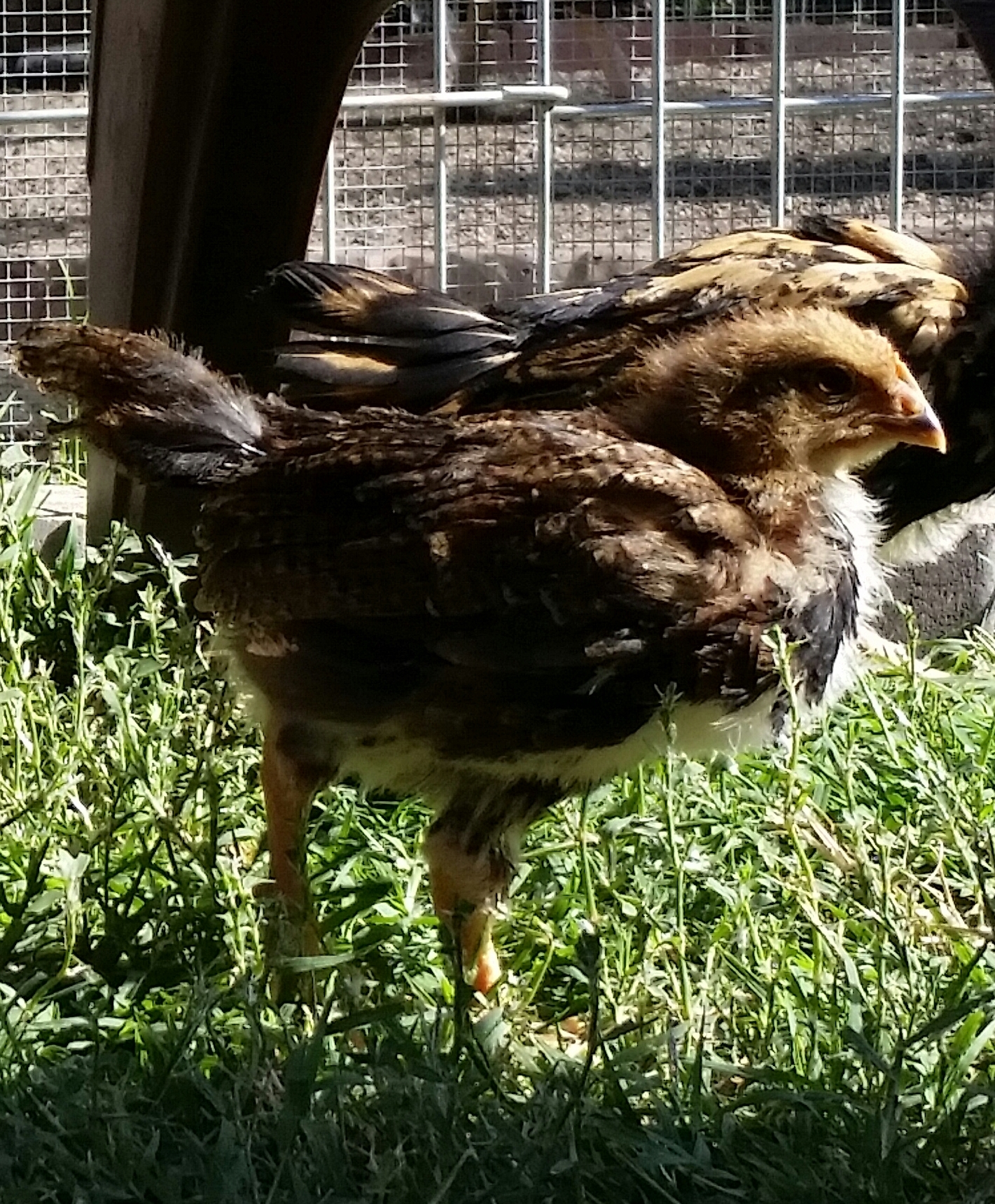 Welsummer 5 week old cockerel