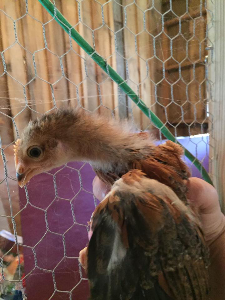 Welsummer - almost definitely a cockerel - 3 weeks