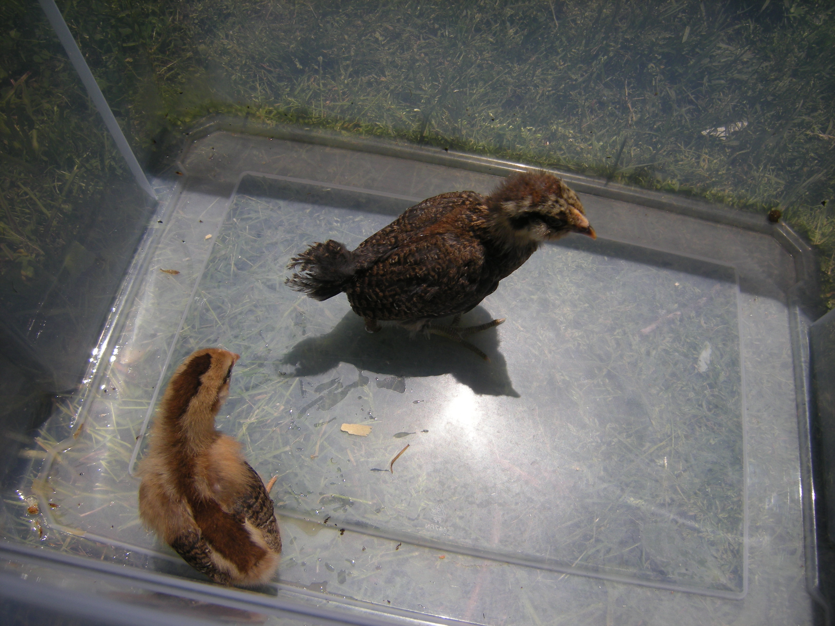 Welsummer and Amauricauna 2weeks