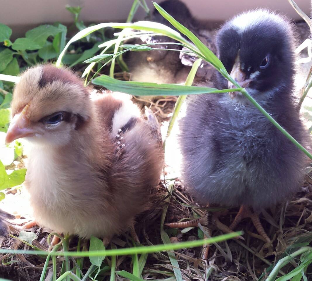 Welsummer and dominique just hanging out!