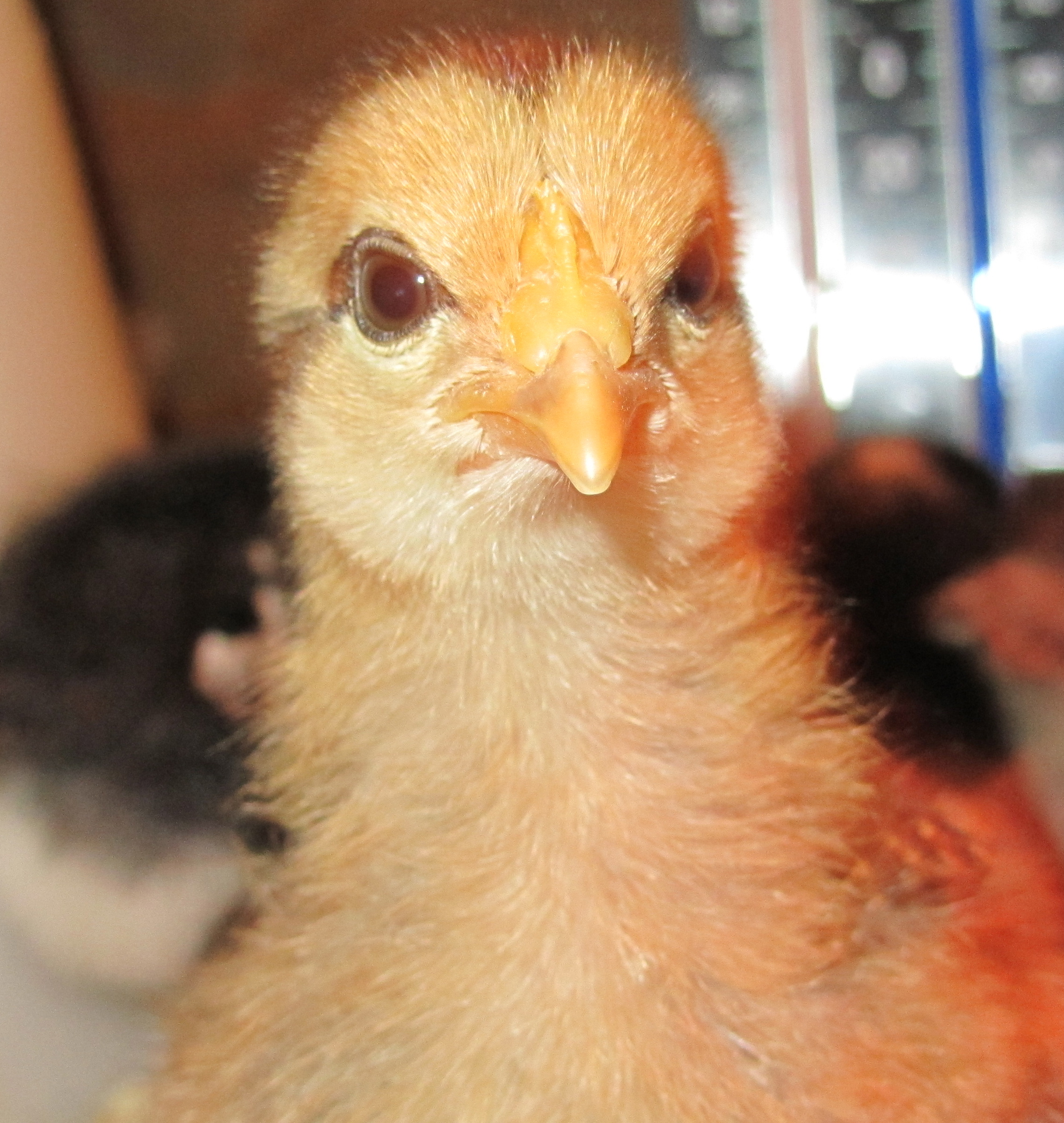Welsummer chick