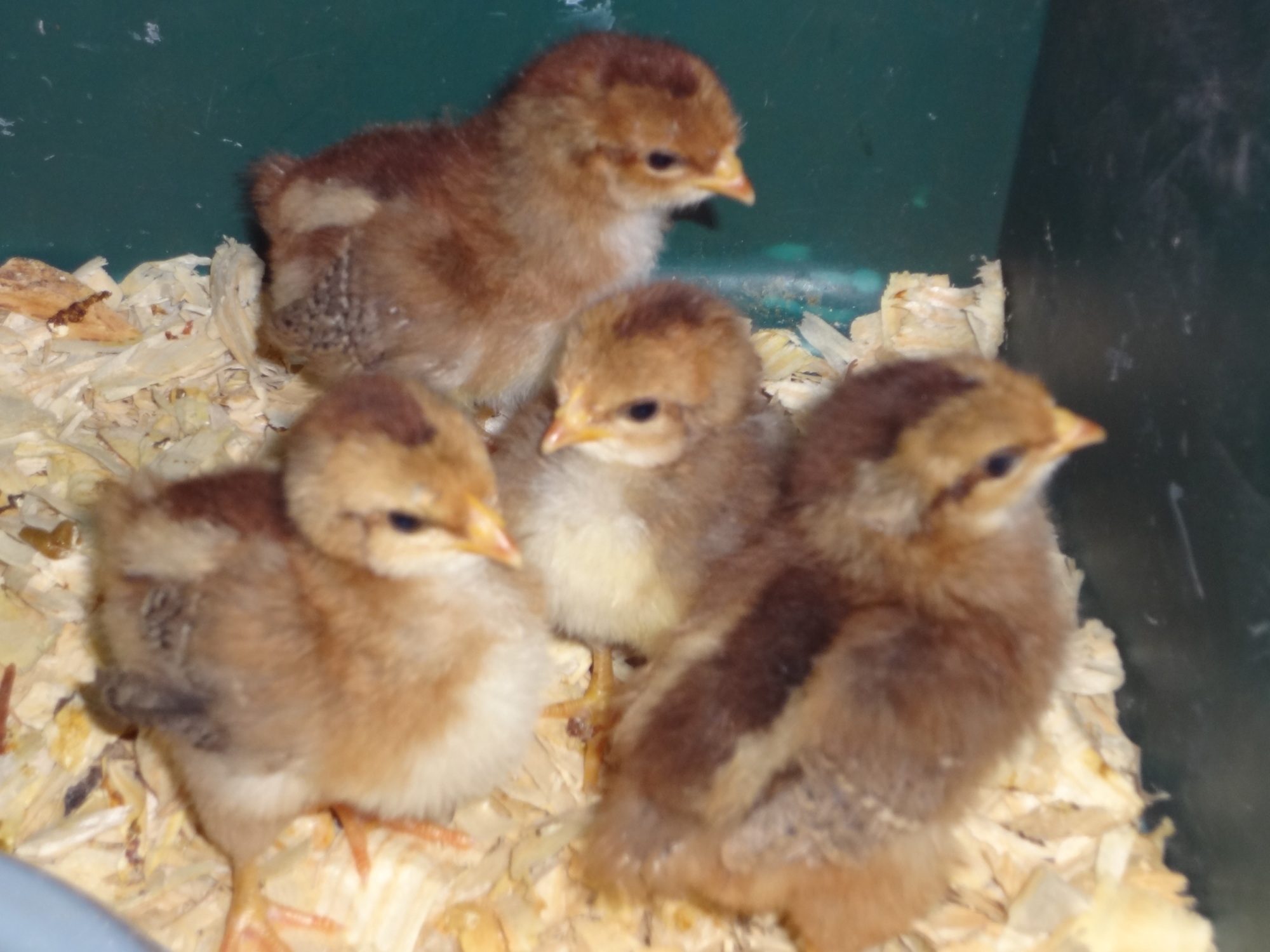 Welsummer chicks at approximately one week old (hatch date 03-15-12)