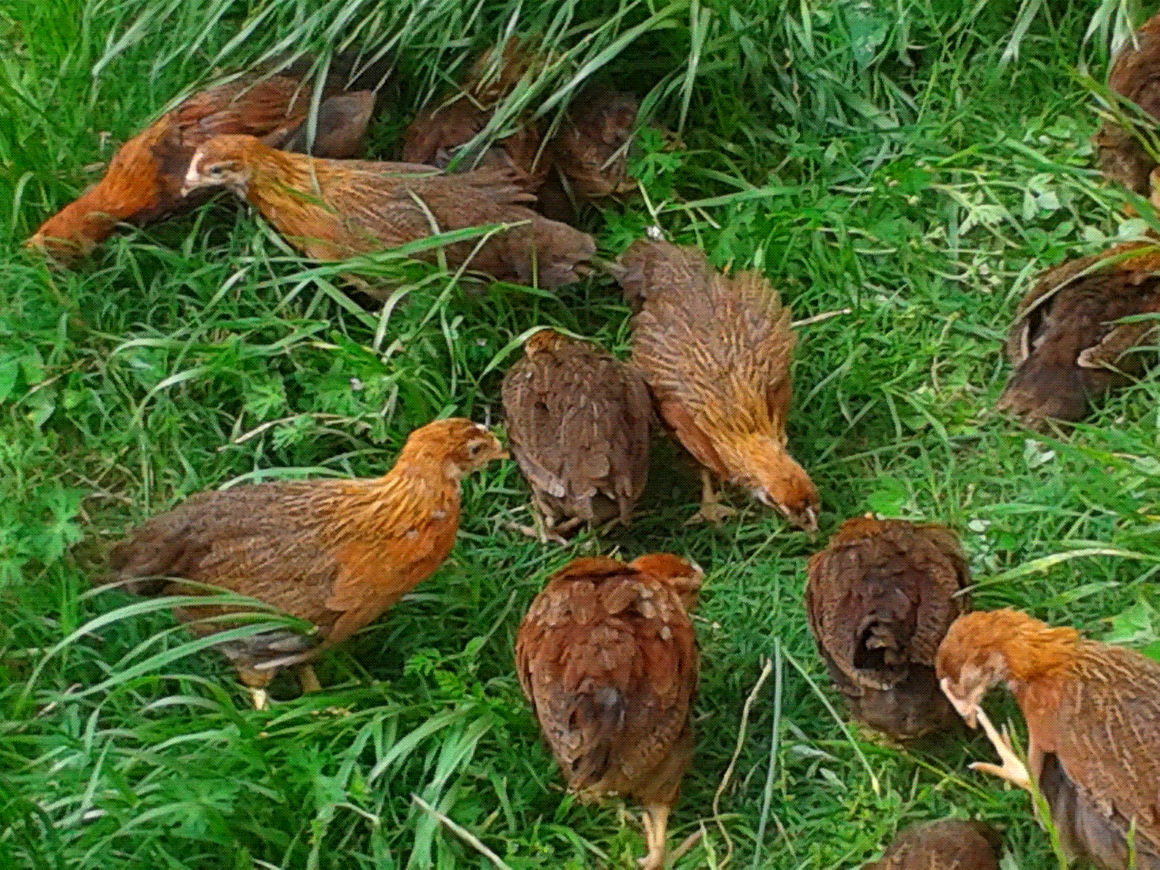 Welsummer chicks forgaging outside in the brooder pen for the first time.