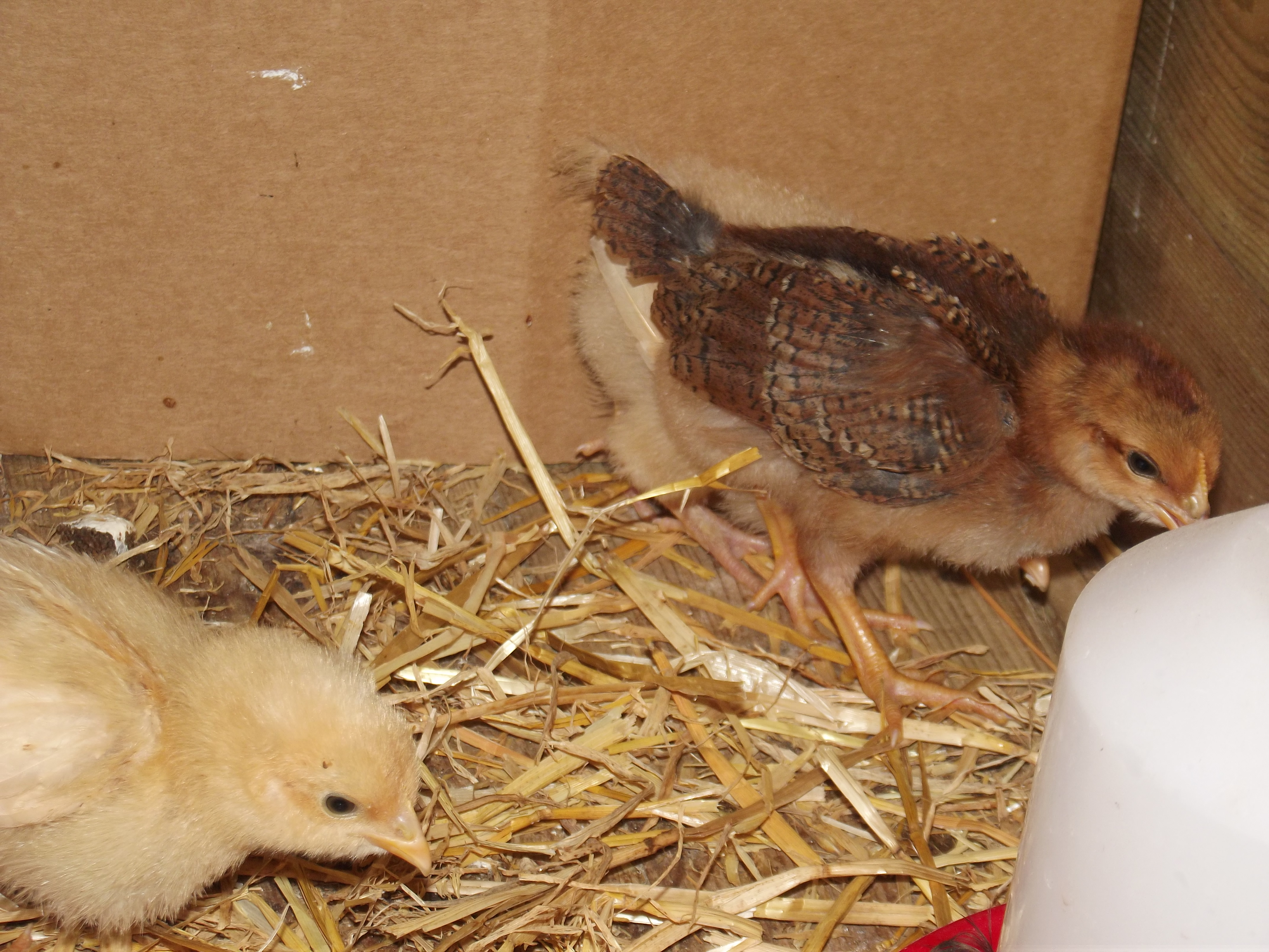 welsummer - deon - 3 weeks