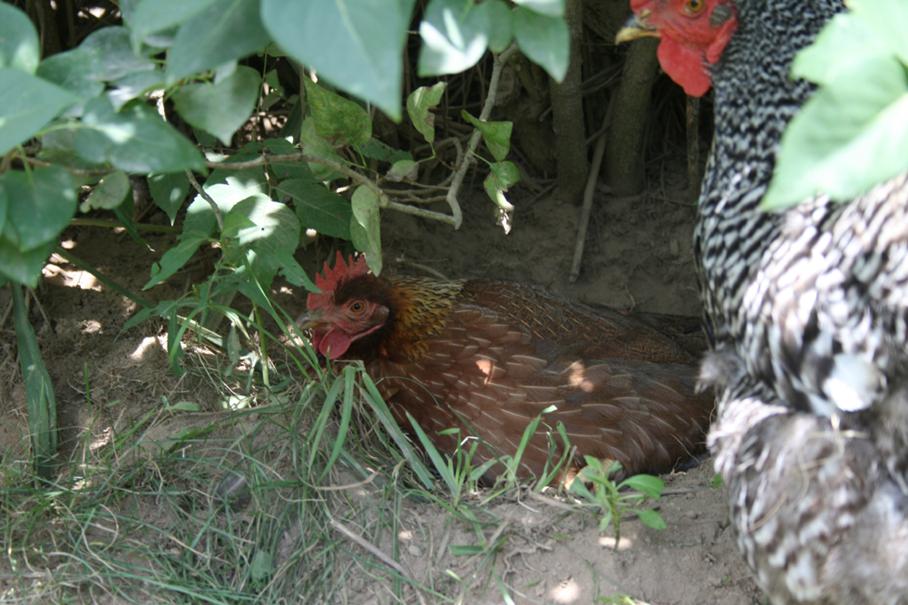 Welsummer Dust Bathing