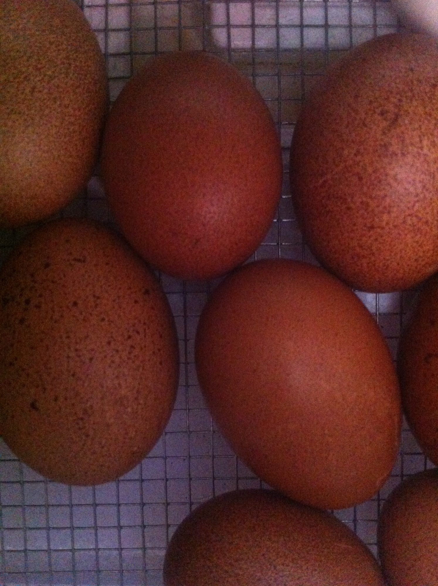 Welsummer Eggs
