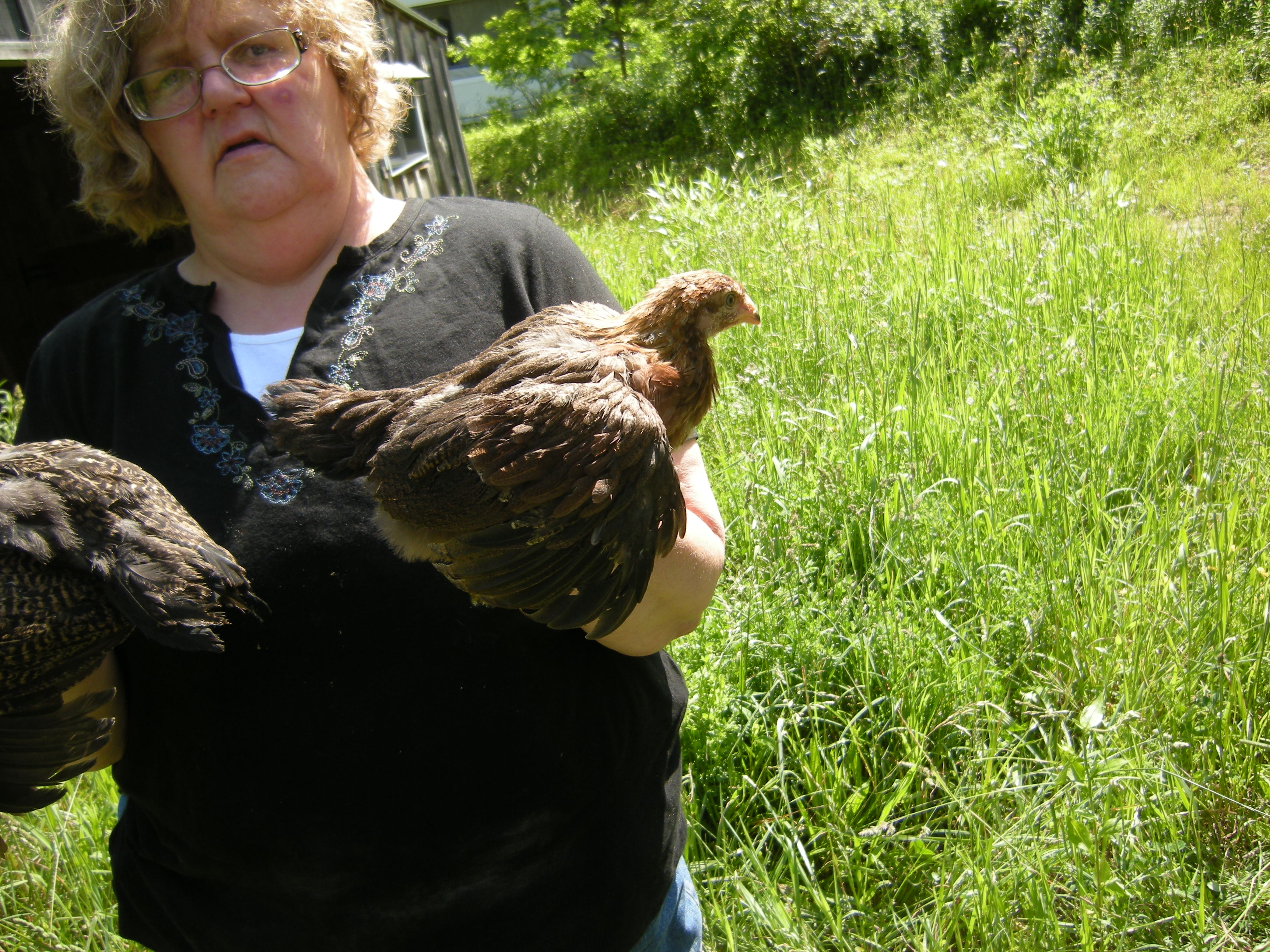 Welsummer hen, 6 weeks