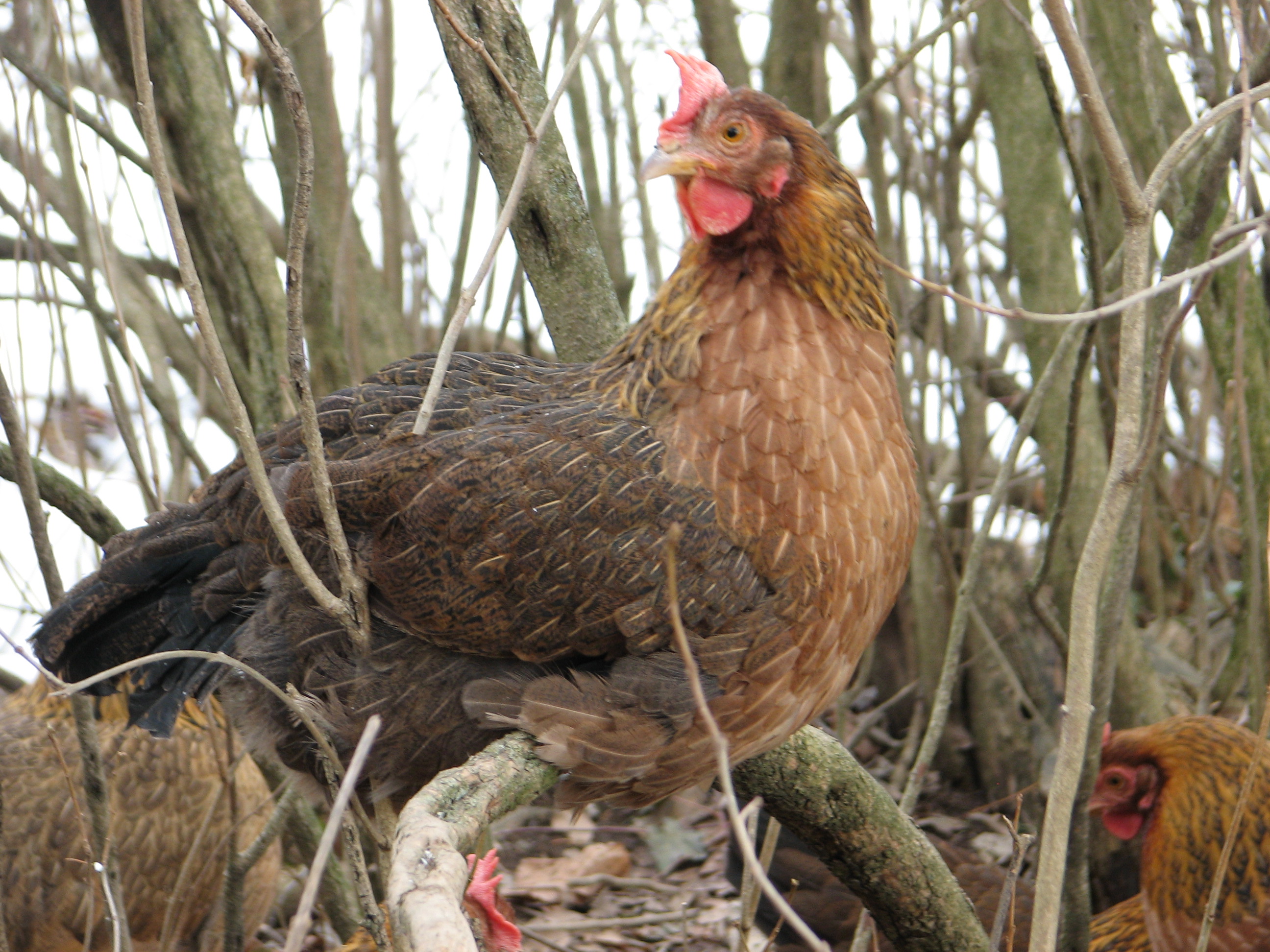 Welsummer Hen