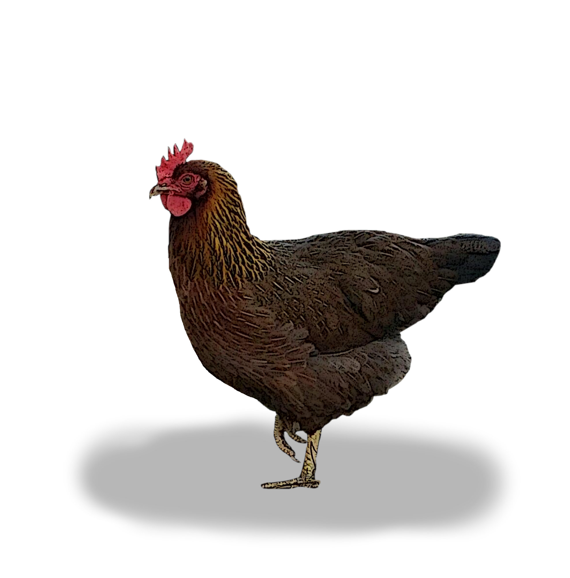 Welsummer Hen