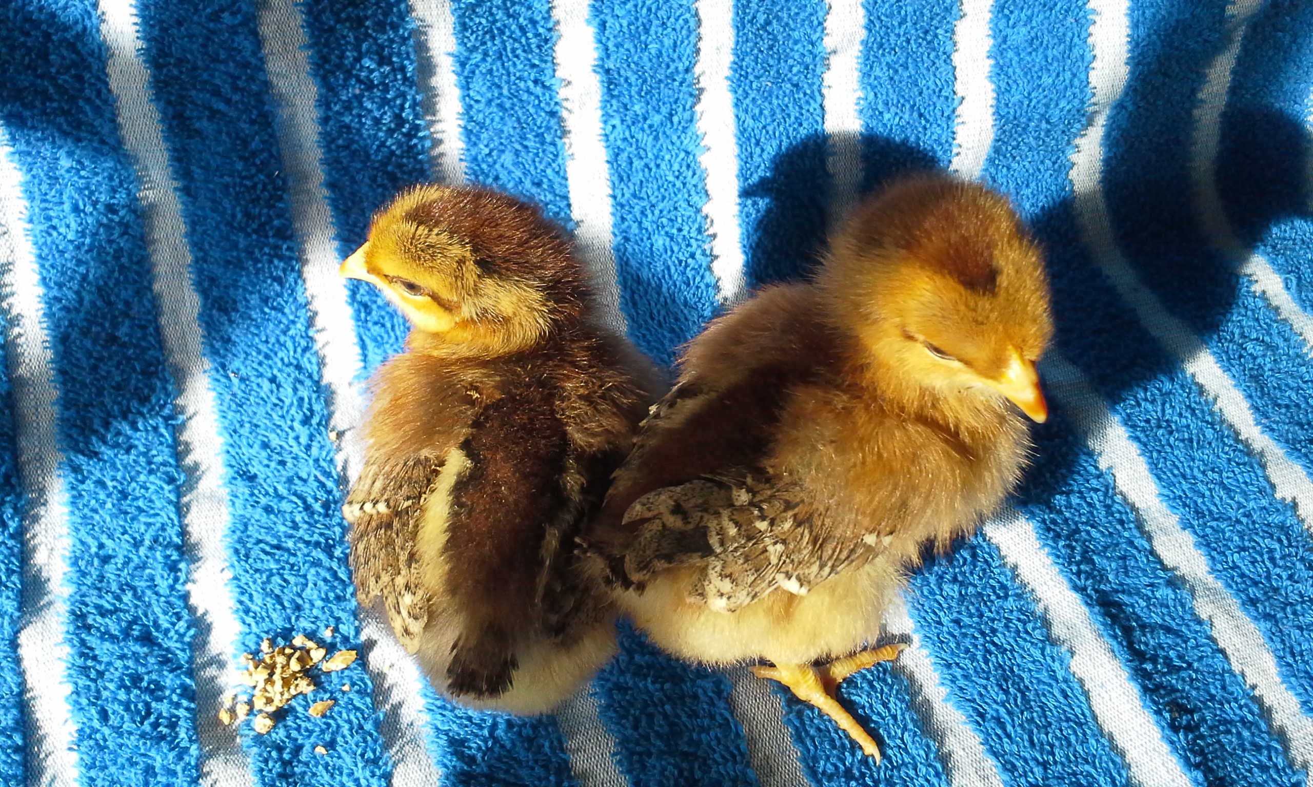 welsummer ( hopefully pullets)