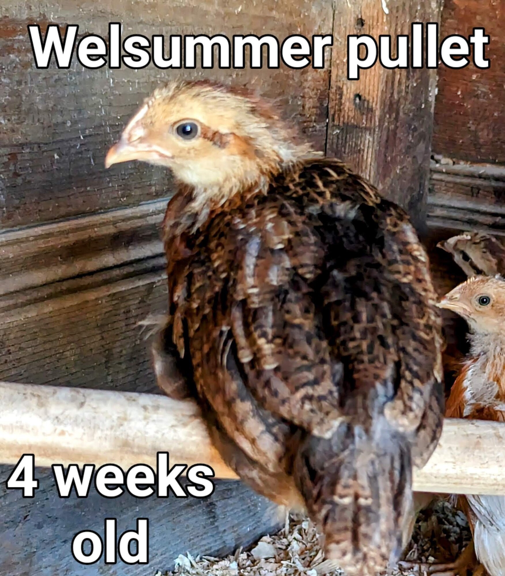 Welsummer.jpg