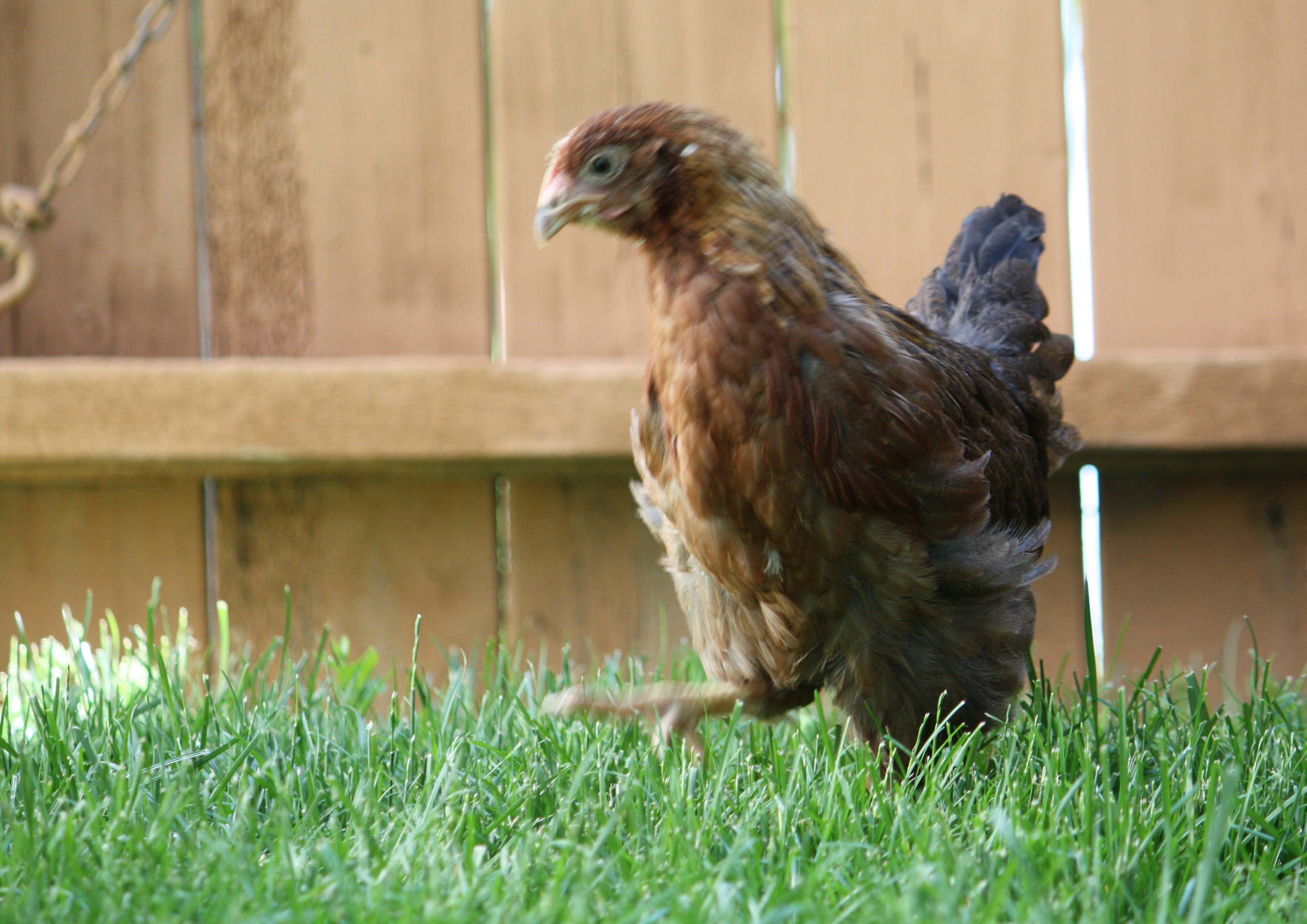 Welsummer Pullet after moth in grass