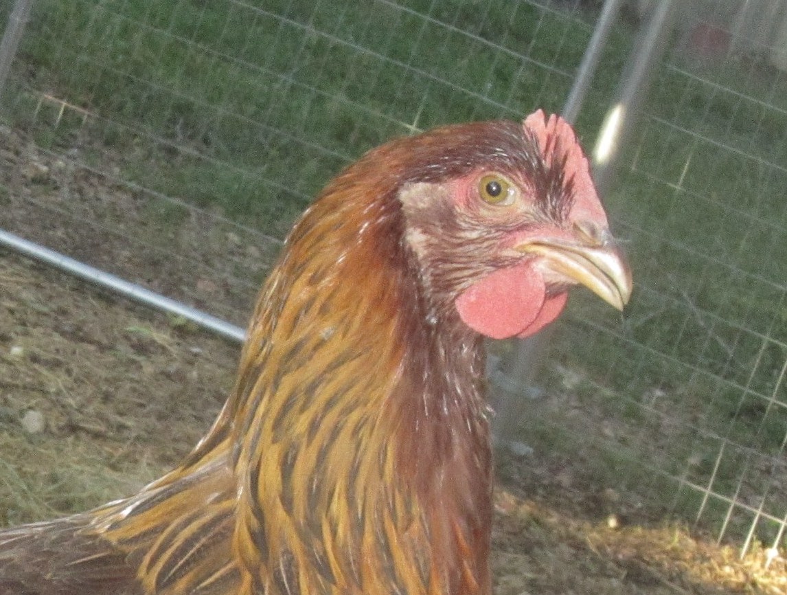 Welsummer Pullet approx 5 - 6 months