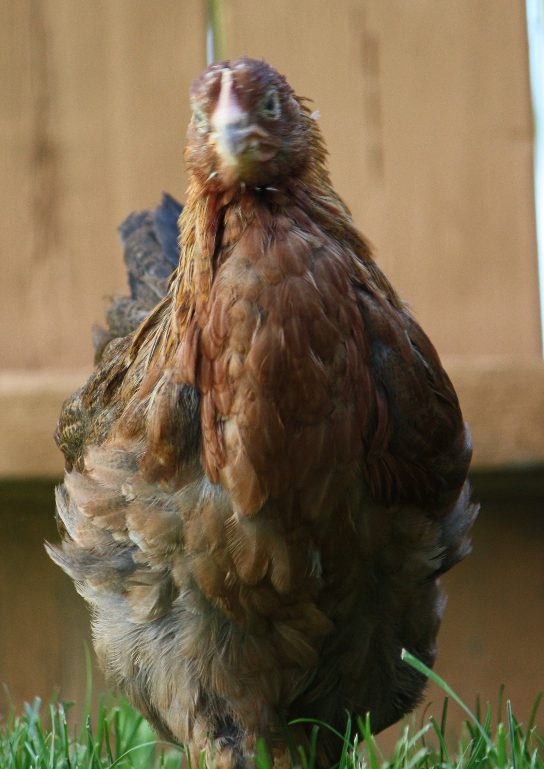 Welsummer Pullet in Yard
