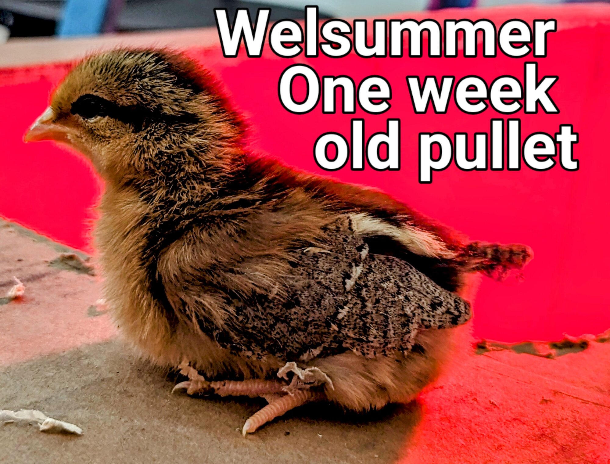 Welsummer Pullet.jpg