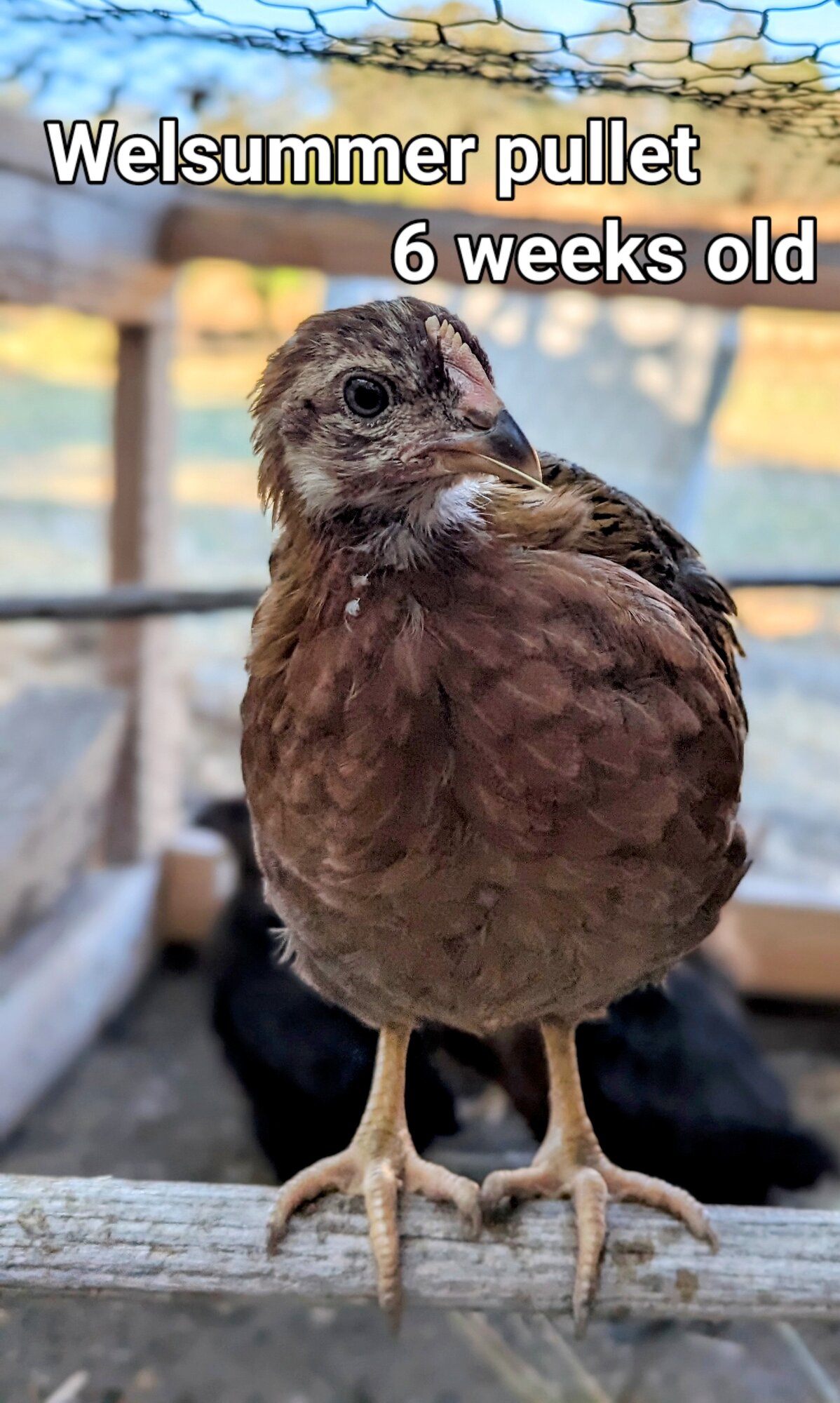 Welsummer pullet.jpg