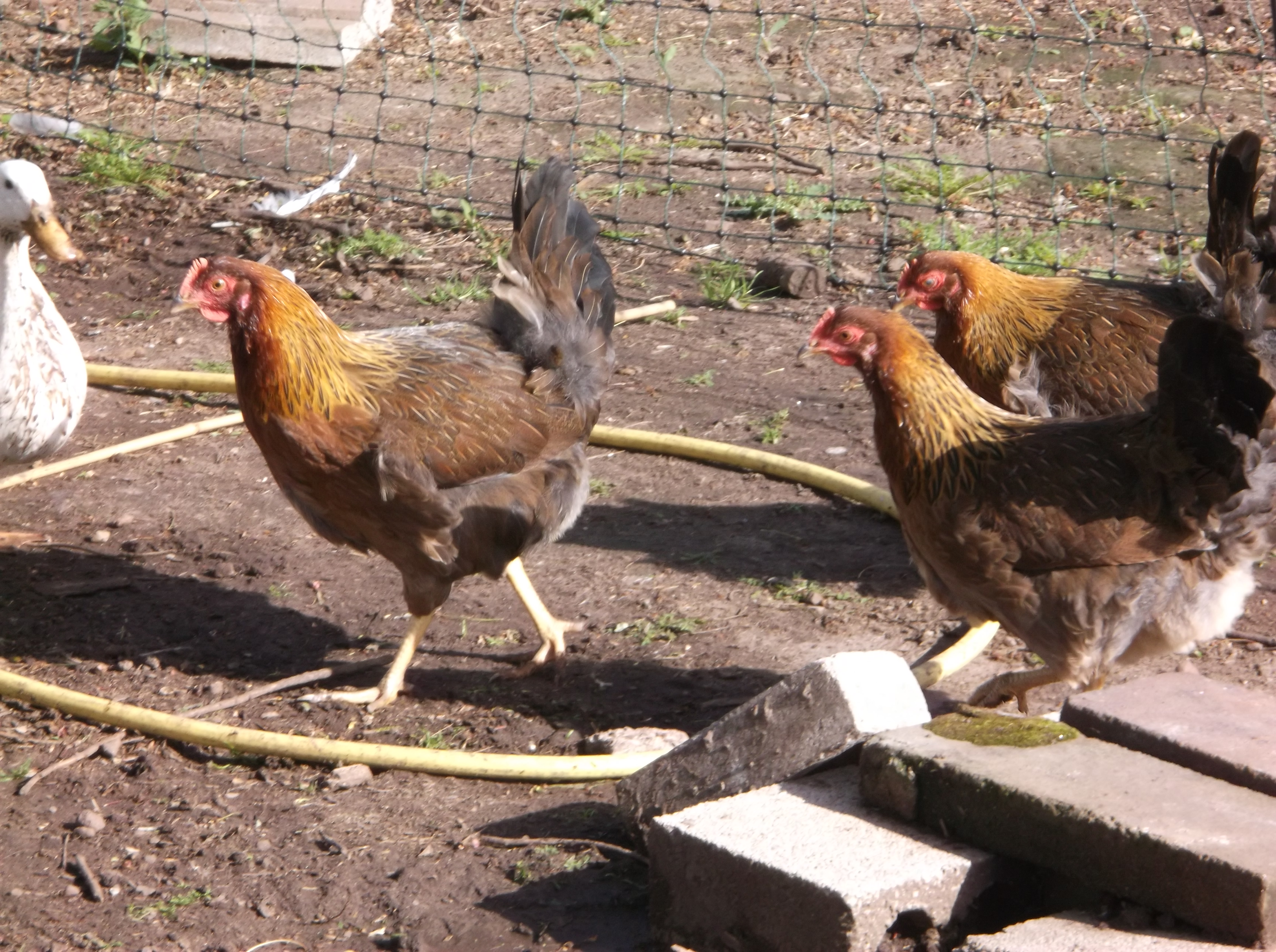 Welsummer pullets.