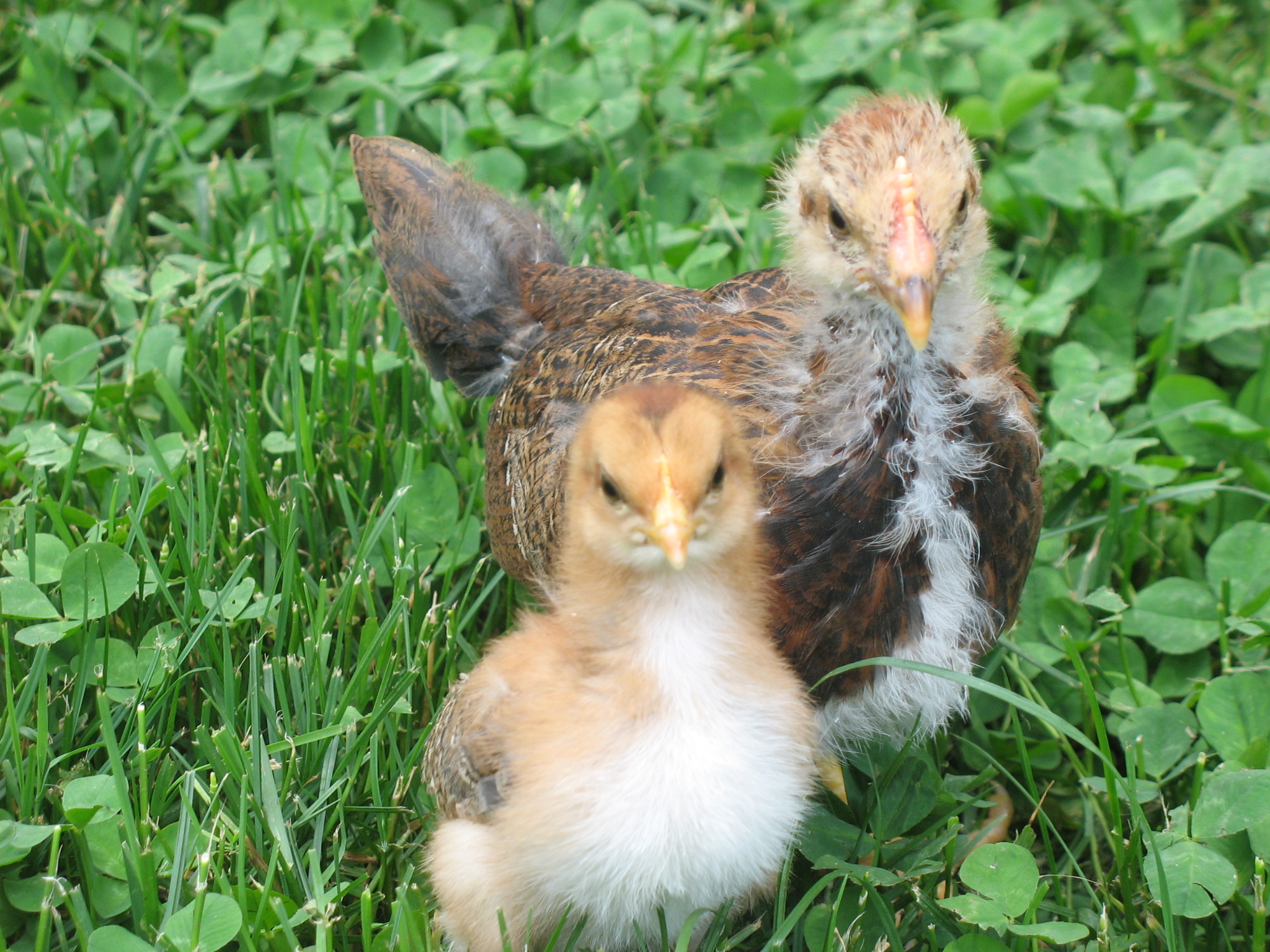 Welsummer roo and pullet chick