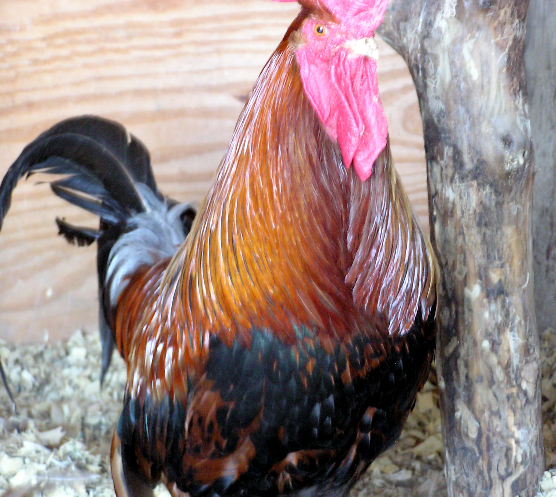 Welsummer rooster 'KC'