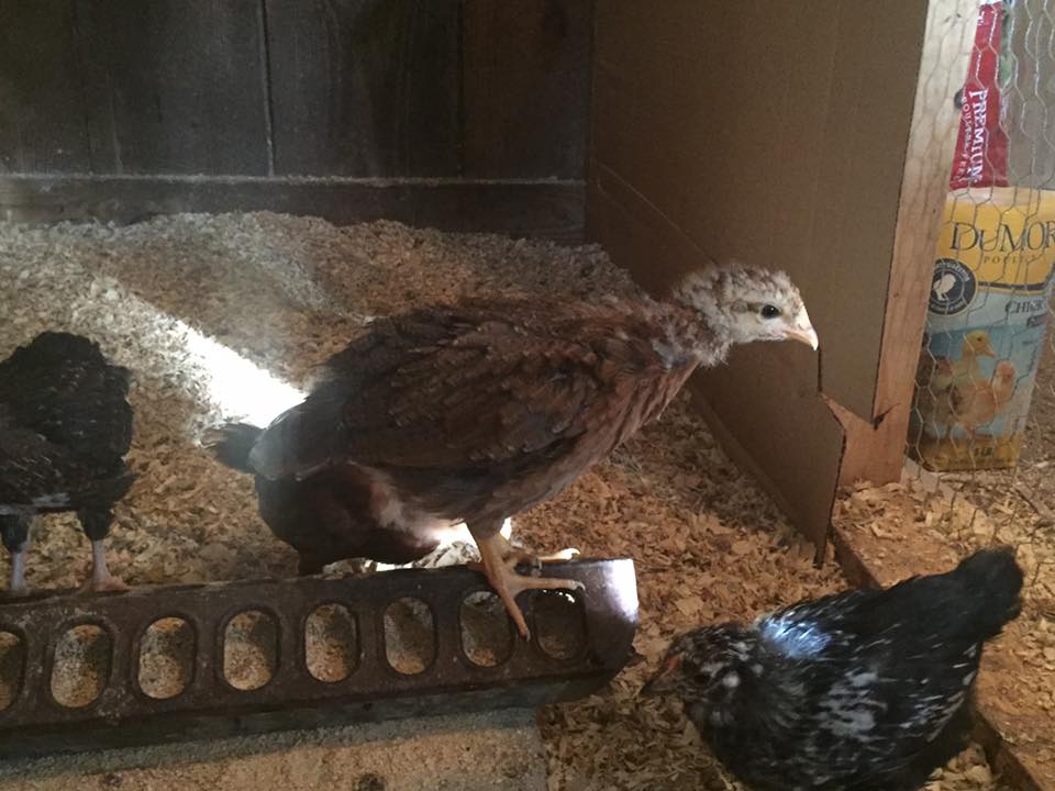 Welsummer - sex TBD - 4 weeks