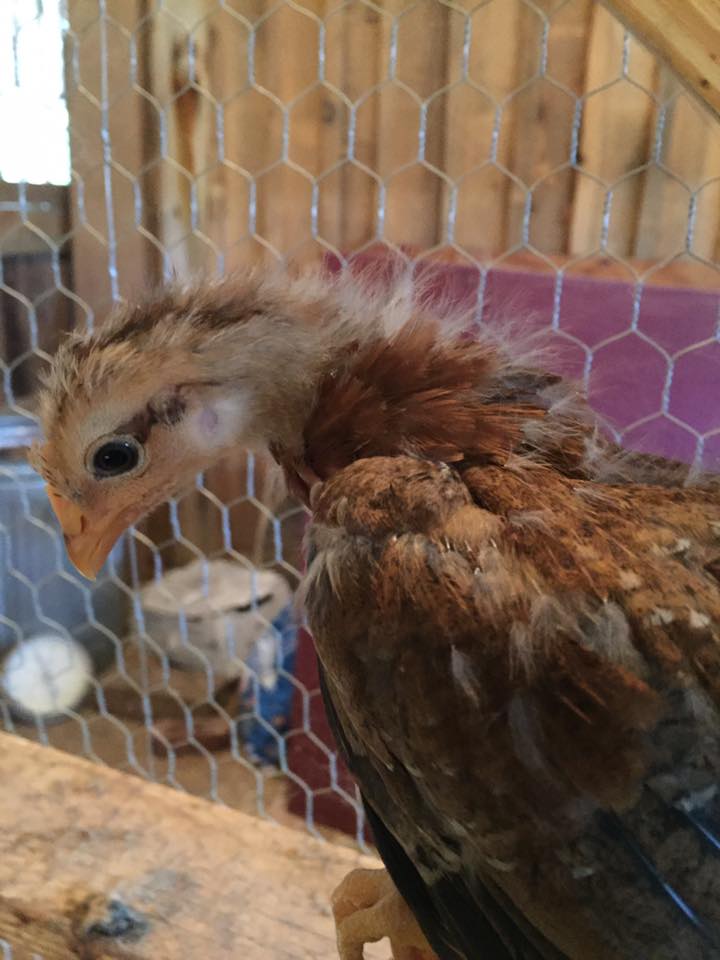 Welsummer - suspected cockerel - 3 weeks