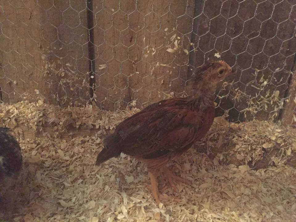 Welsummer (suspected cockerel) - 4 weeks