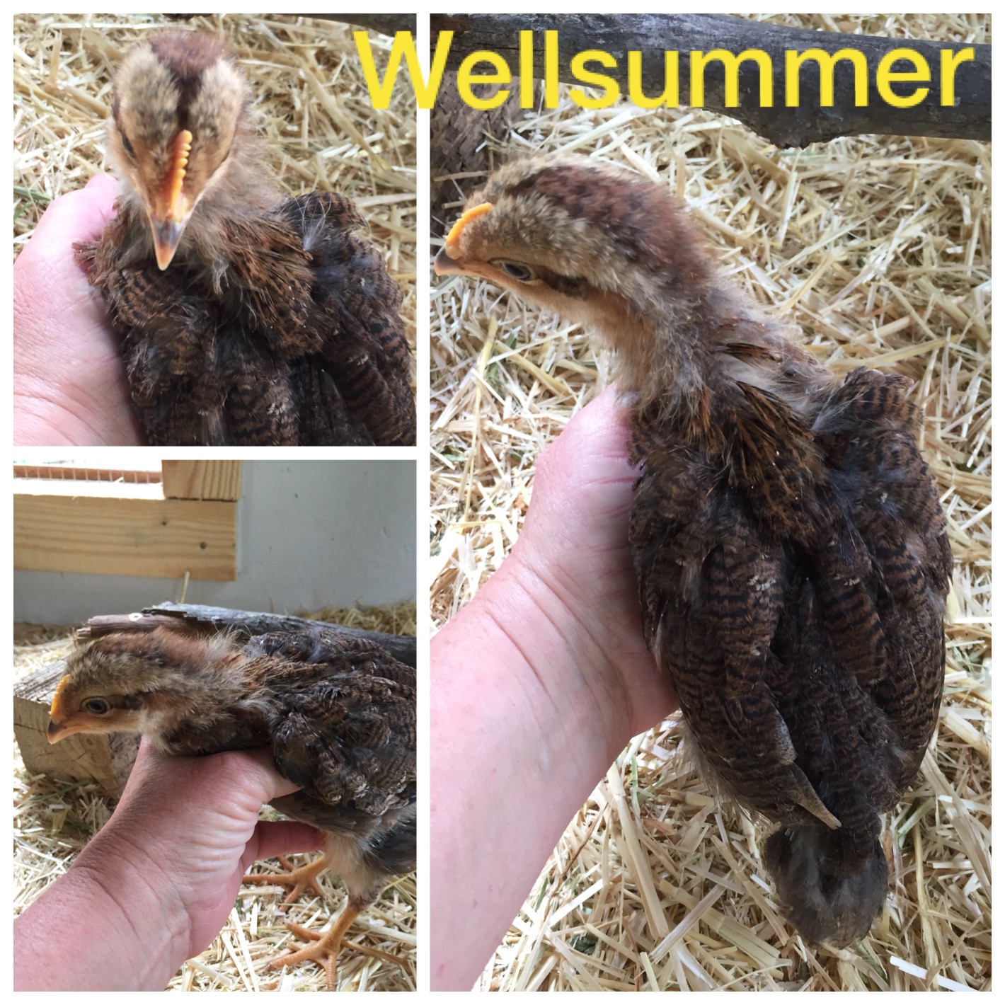 Welsummer
