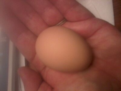 Went for a walk around the yard to see if we could find any eggs and lo and behold one of the girls left me a surprise in her nesting box!!!