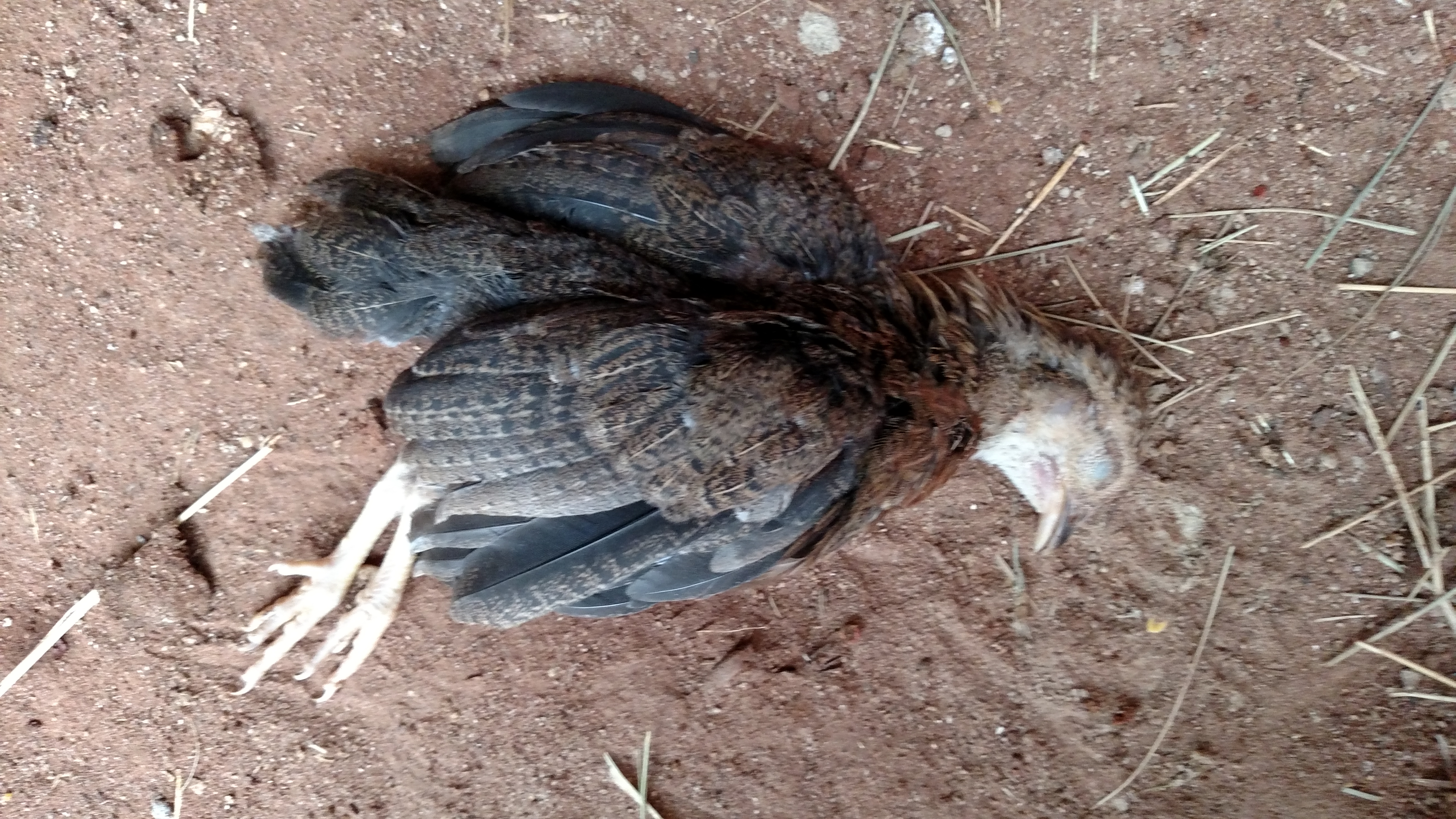 Went in hen house first thing this morning, all OK.  Opened sixlets cage and hen house door then went to get feed and water.  Heard one squeal.  Went back out and found rooster in hen house doorway and sixlets in open cage with 1 dead.  Think rooster was the problem.  Now I have hours of reading to do about separating and integrating chickens of different ages.....looked closely at pullet.  Unable to determine cause of death.  Totally sucks!!  This is 1 of 6 if last chicks I incubated and hatched.  It is almost 2 months old.