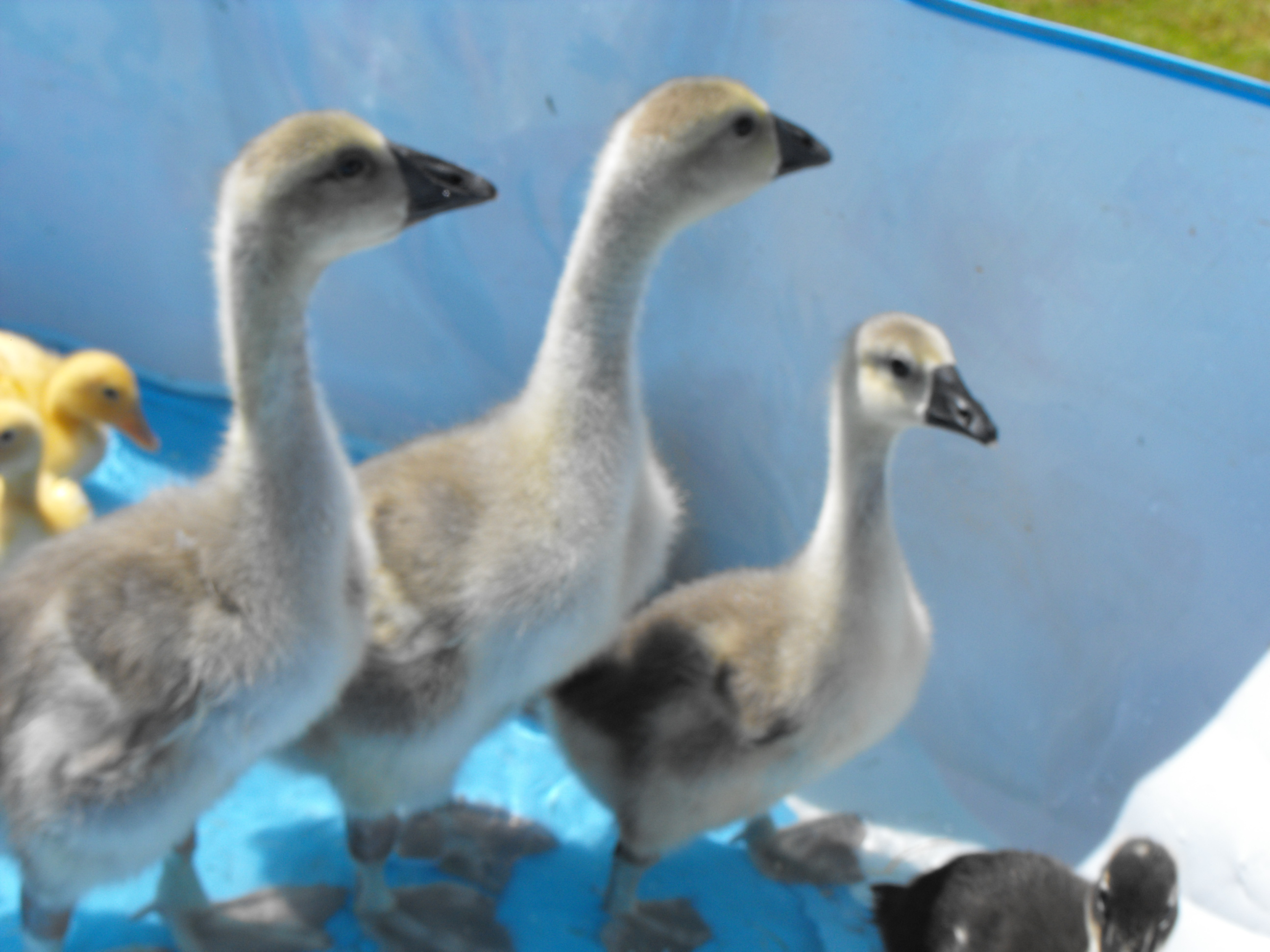 Went to the feed store for A duck, 1 only. Came home with 6 ducks and 3 geese, someone should have been in charge of that outing! lol