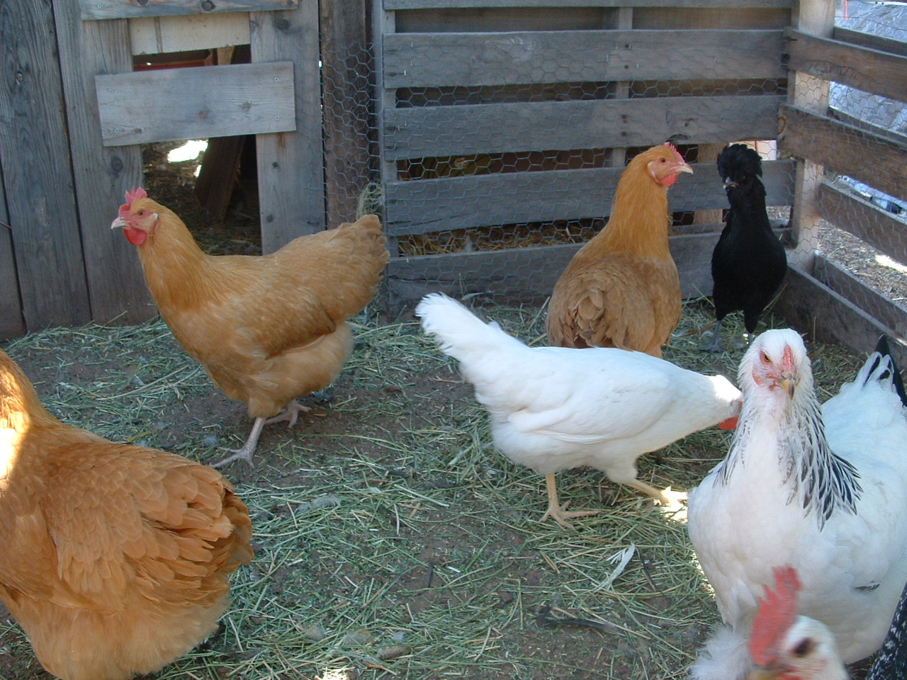 we're a mixed flock.