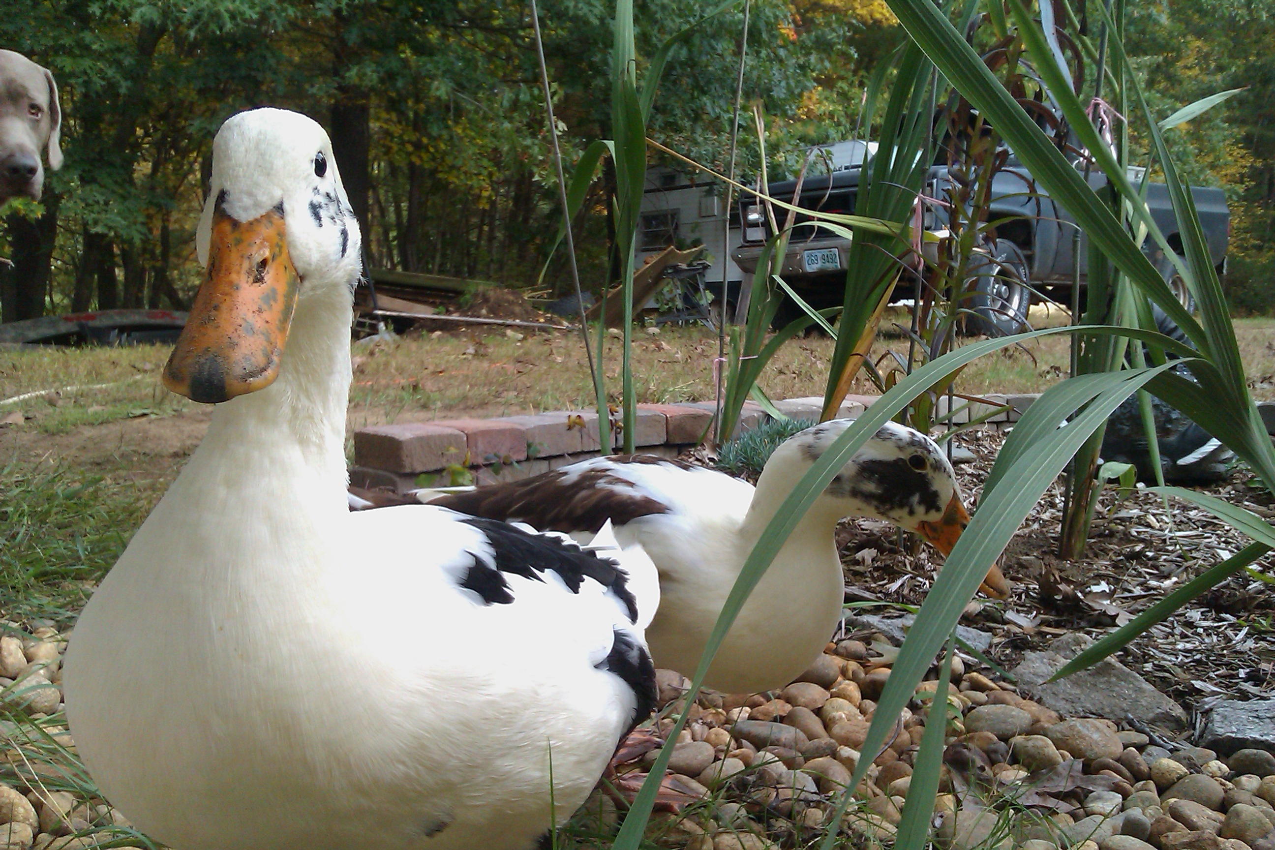 Wesson