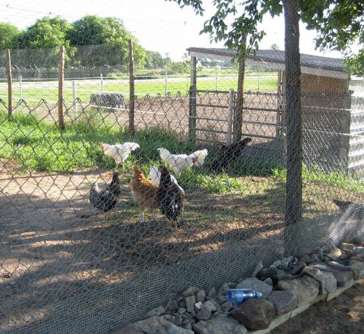 west end of chicken run