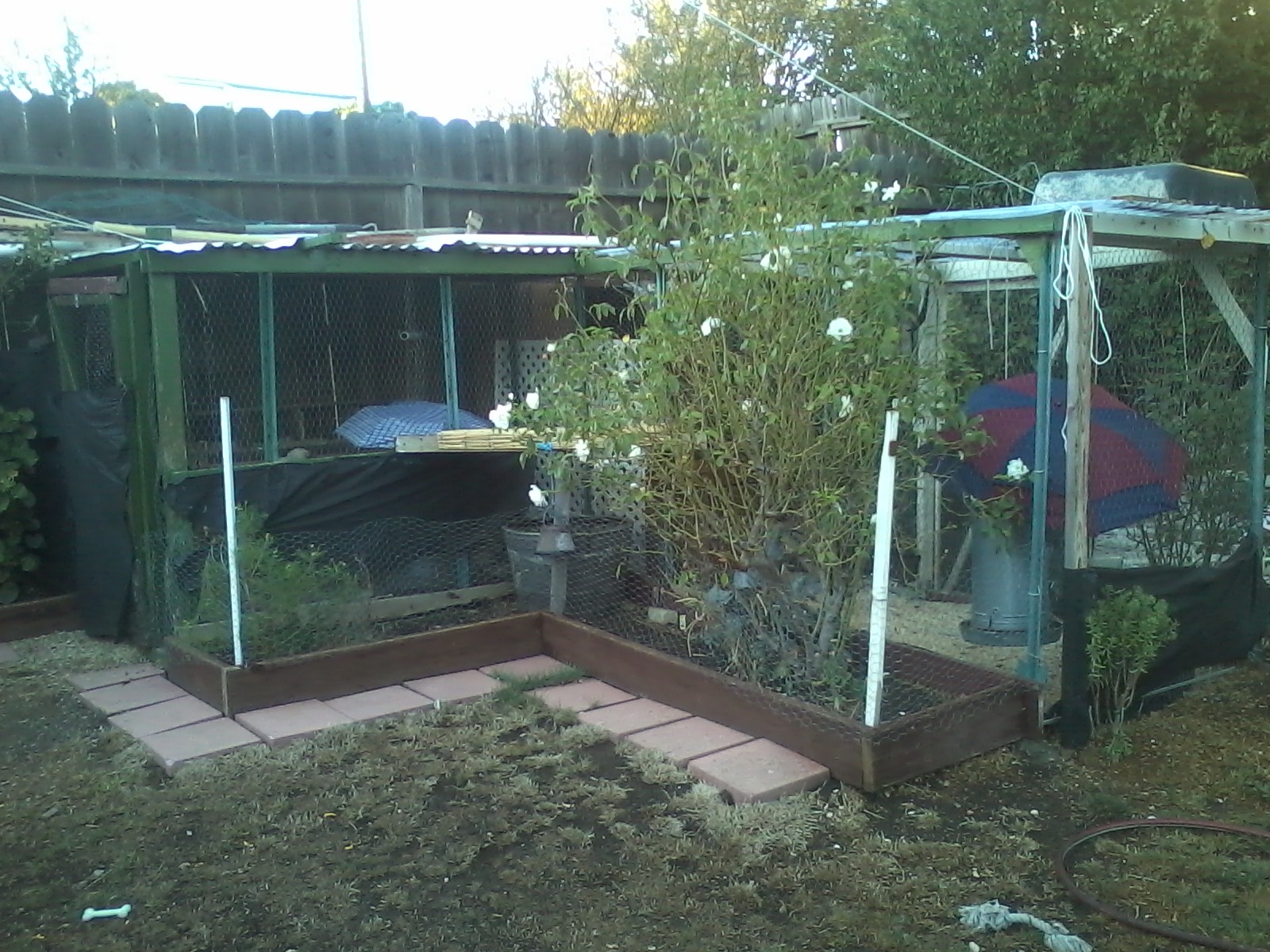 West side view. Umbrellas shield the suspended feed dispensers. We put pidgeon grit, cracked corn, scratch, and lay crumbles. Some times I also thrown in oatmeal. One roommate brings them leftover rice, another brings them vegee ends from carrots or lettuce or cabbage.