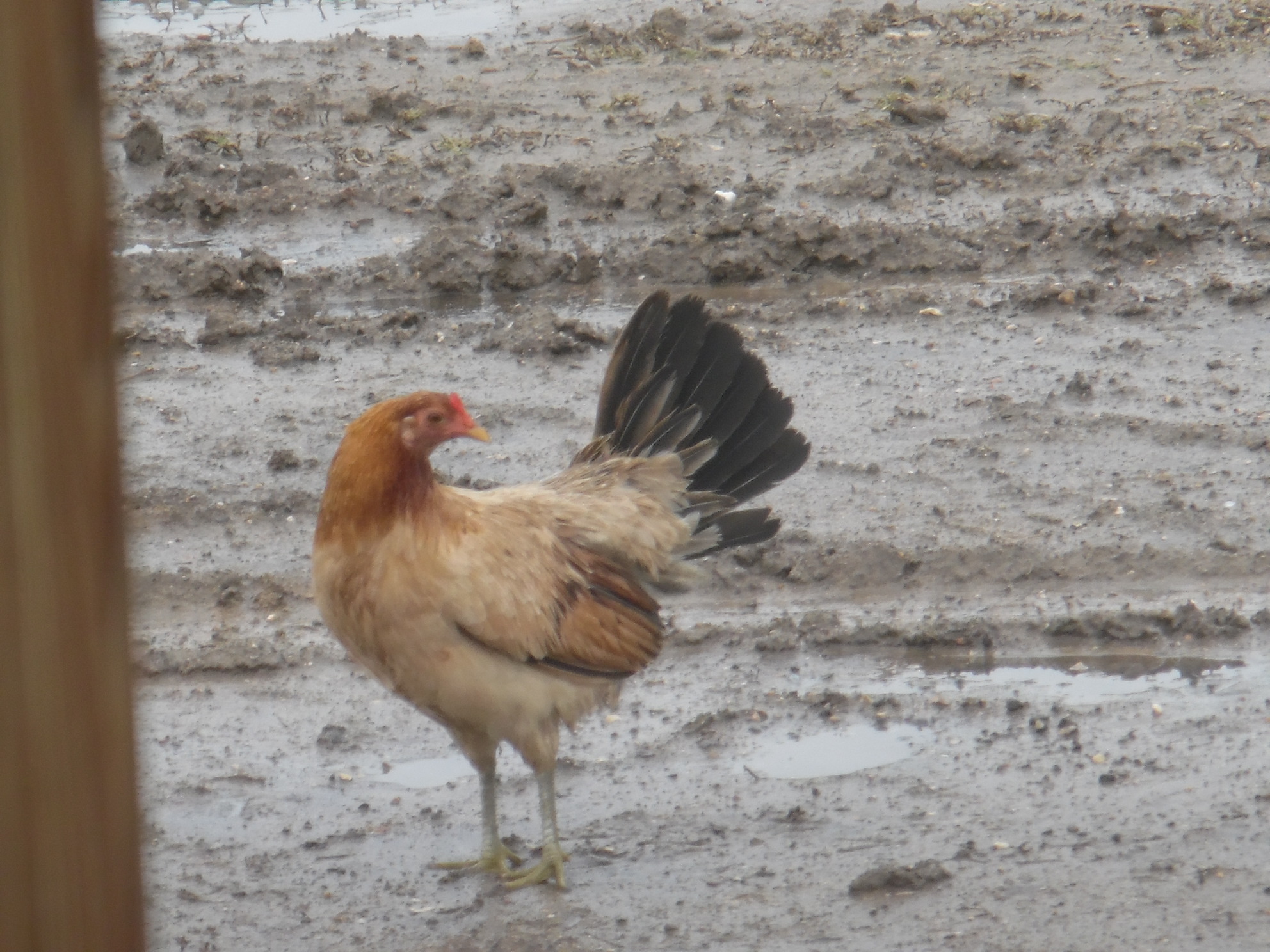 Wet hen.