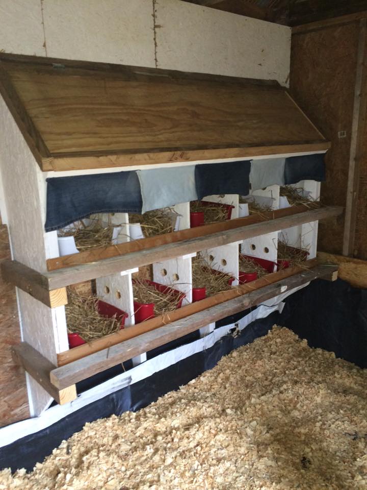 We've learned so much from this site and have taken some of the ideas we liked best and incorporated them into our coop. Here you can see a few of them; holes between each box and curtains on the top row. Yes I said curtains. Made from some old blue jeans, they will offer our hens both privacy and a stylish box that says "Yes, yes they are skinny jeans".