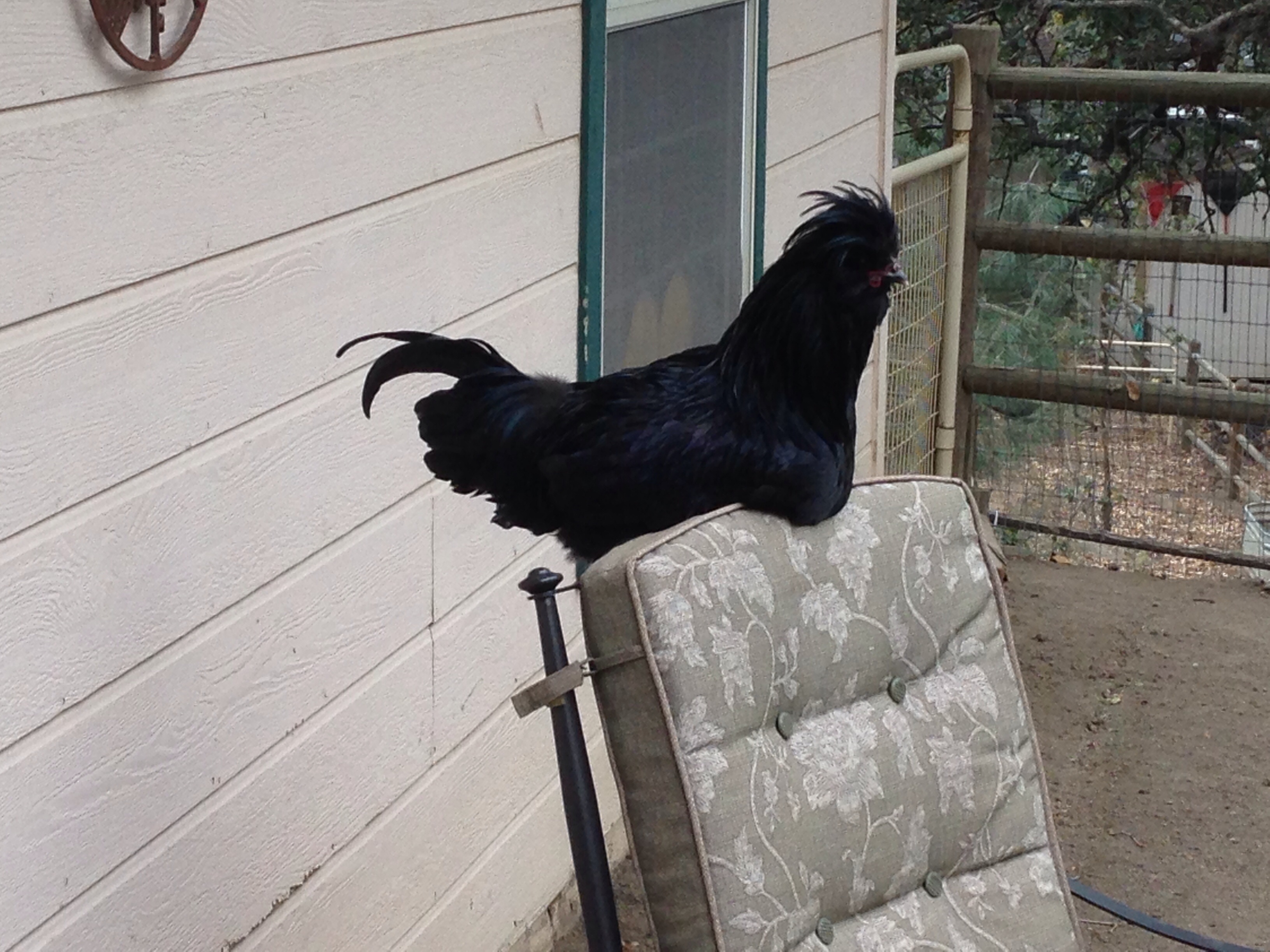 Wewe, our French Crevcore roo