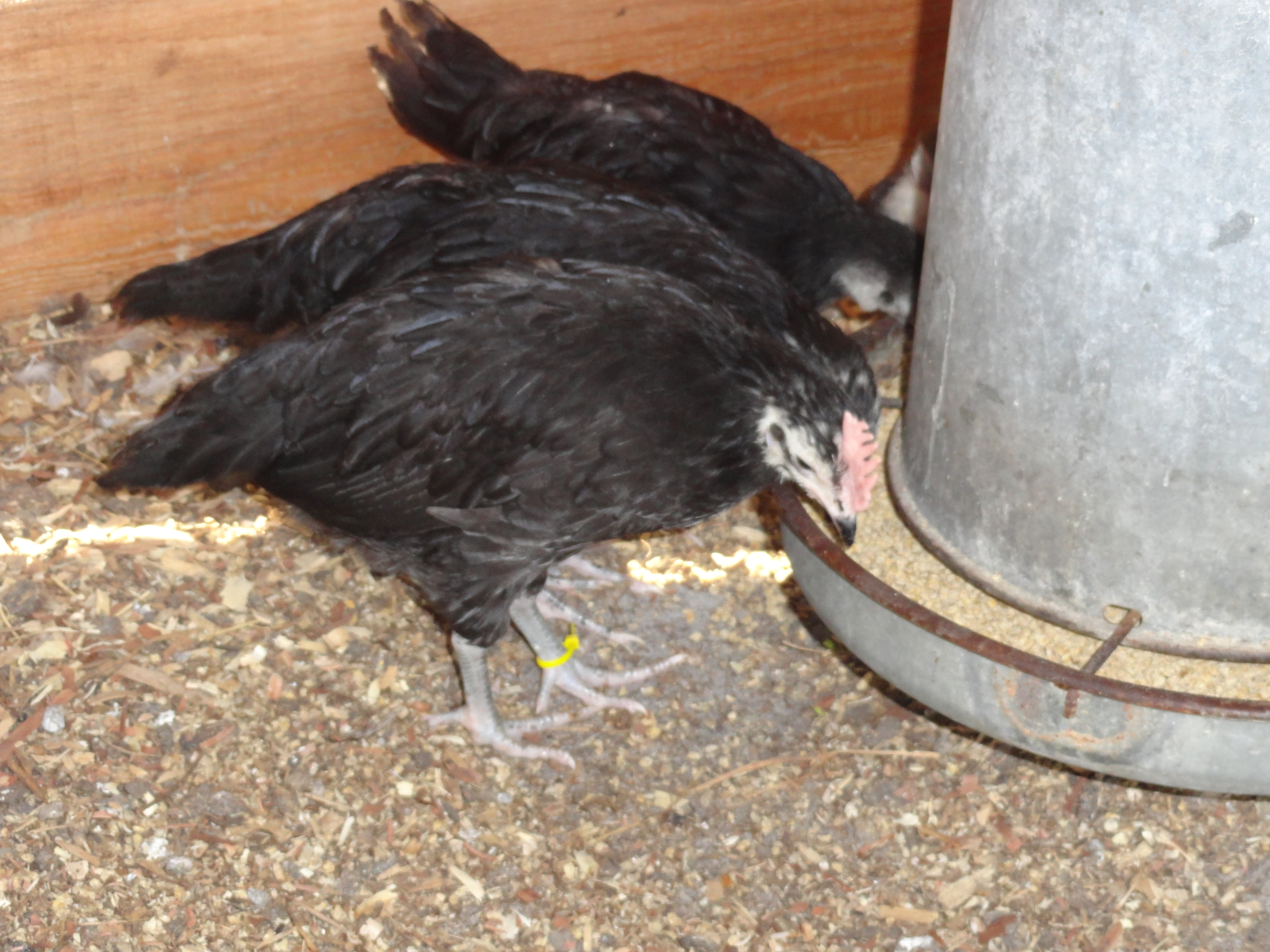 WFBS, yellow banded suspected cockerel