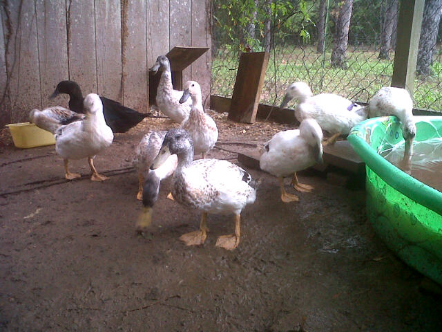 WH ducklings at 11 weeks old 8.17.12