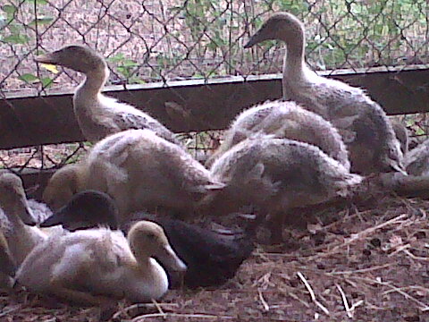 WH ducklings at four weeks old 7.2.12