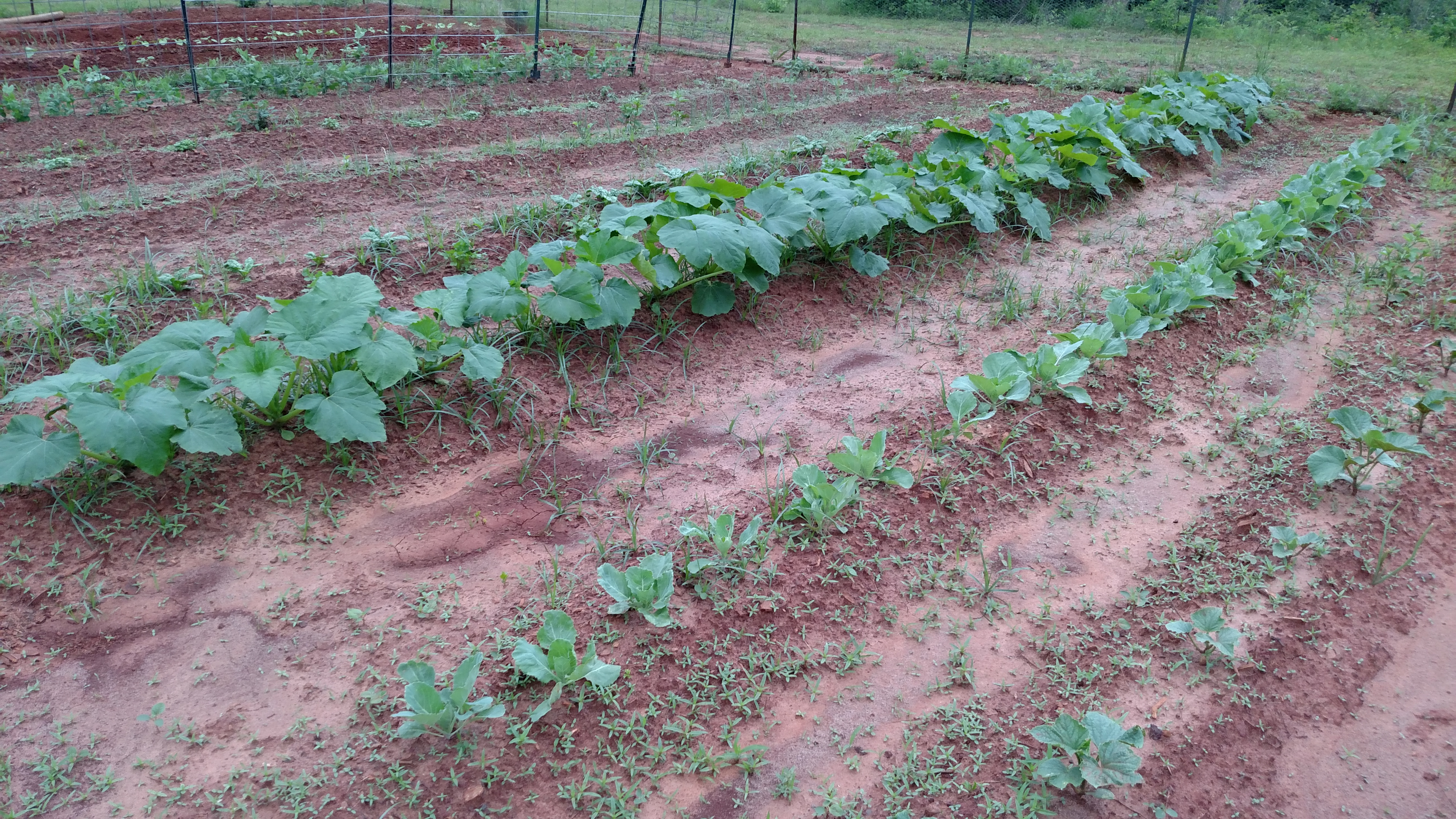 What a difference a week makes!  And some rain.  Few more weeks and I will have the garden above the weed level.