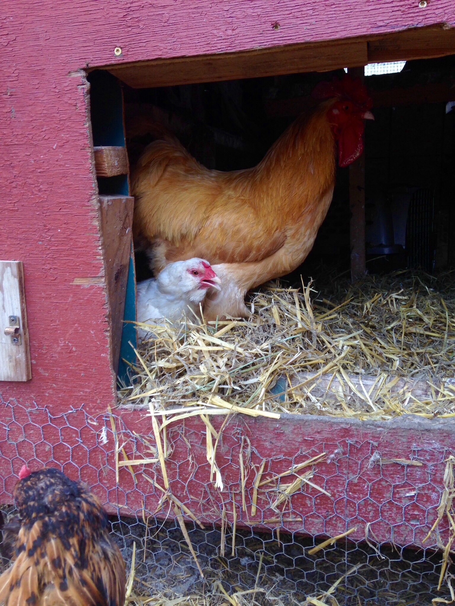 What a good rooster standing guard