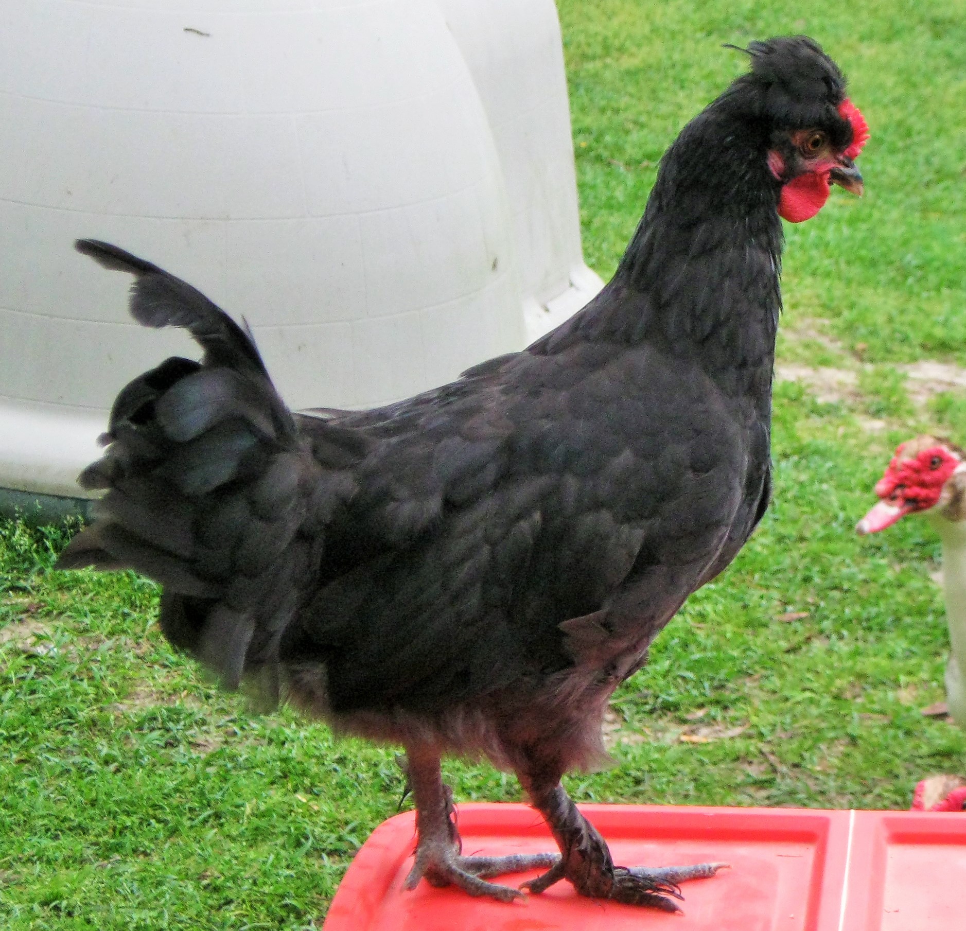 WHAT A NICE LOOKING BIRD