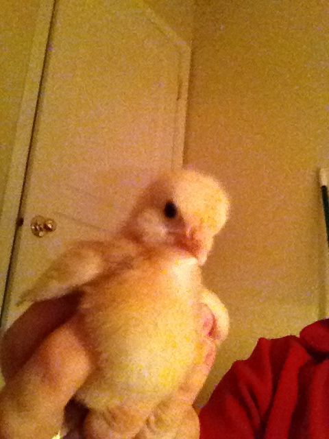 What a picture perfect chick Annie was