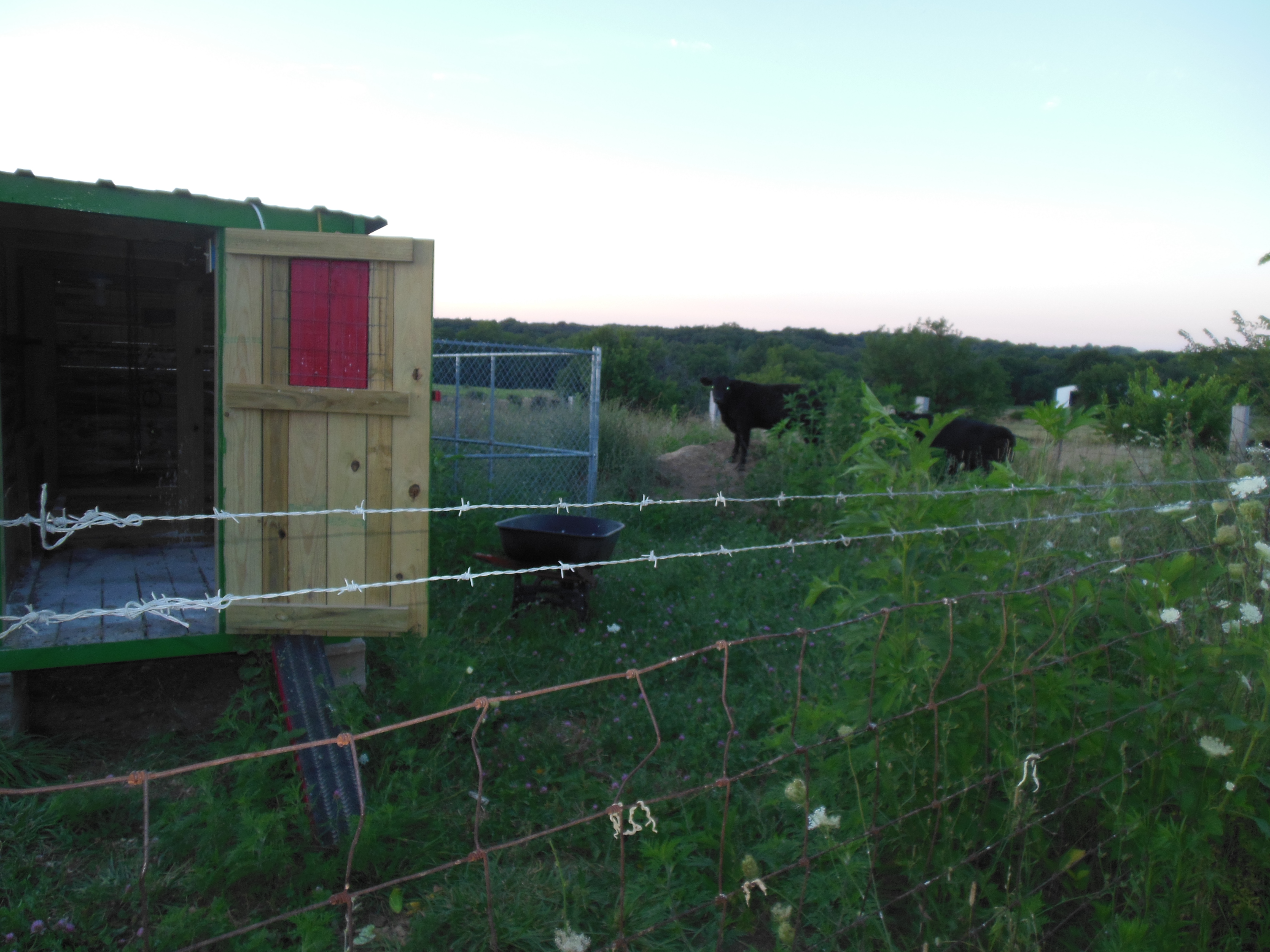 What are you doing by the Hen-a-bago cows??? lol