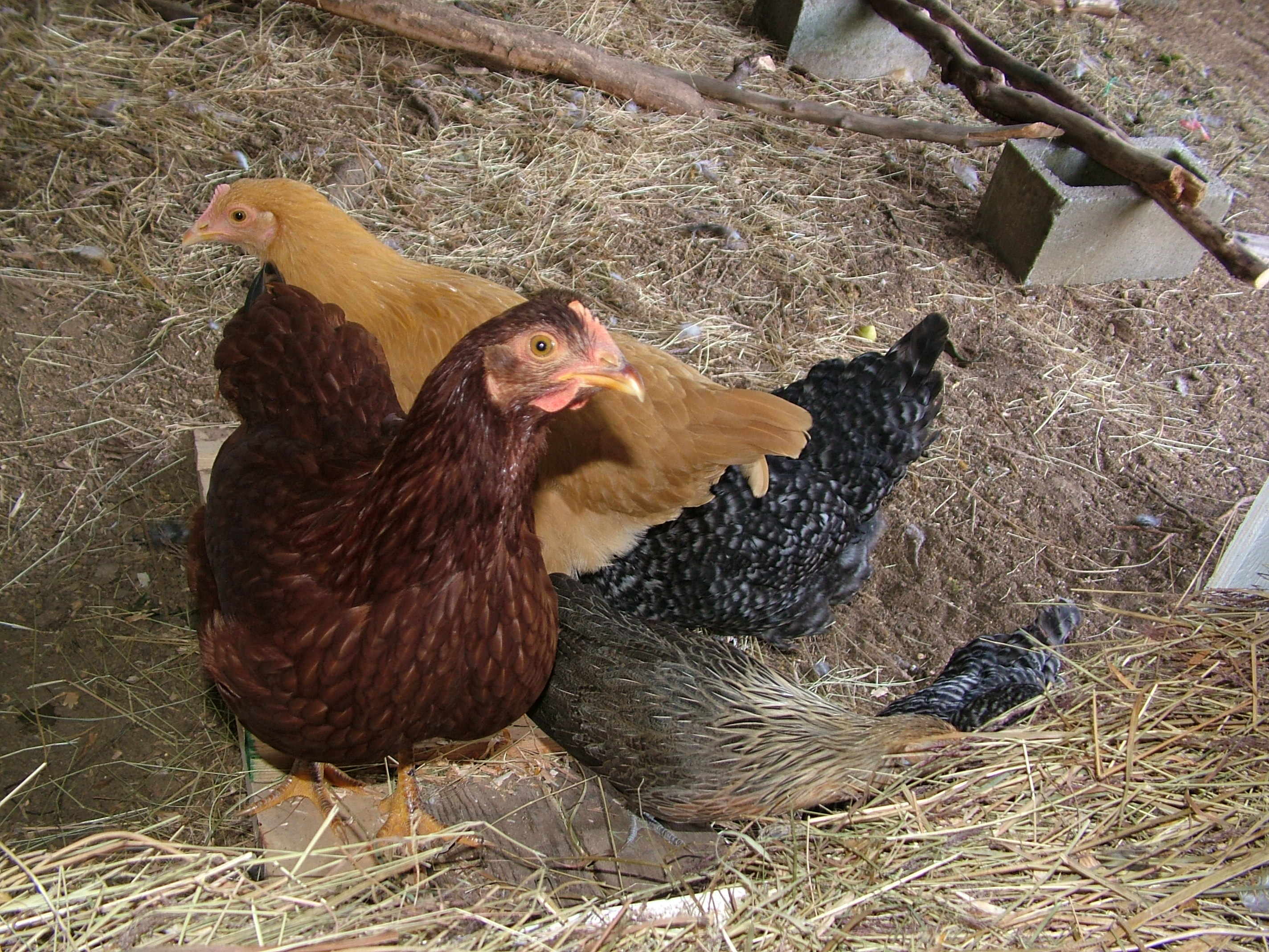 What are you doing to our coop? Why is it opened up? I didn't know it could do that...