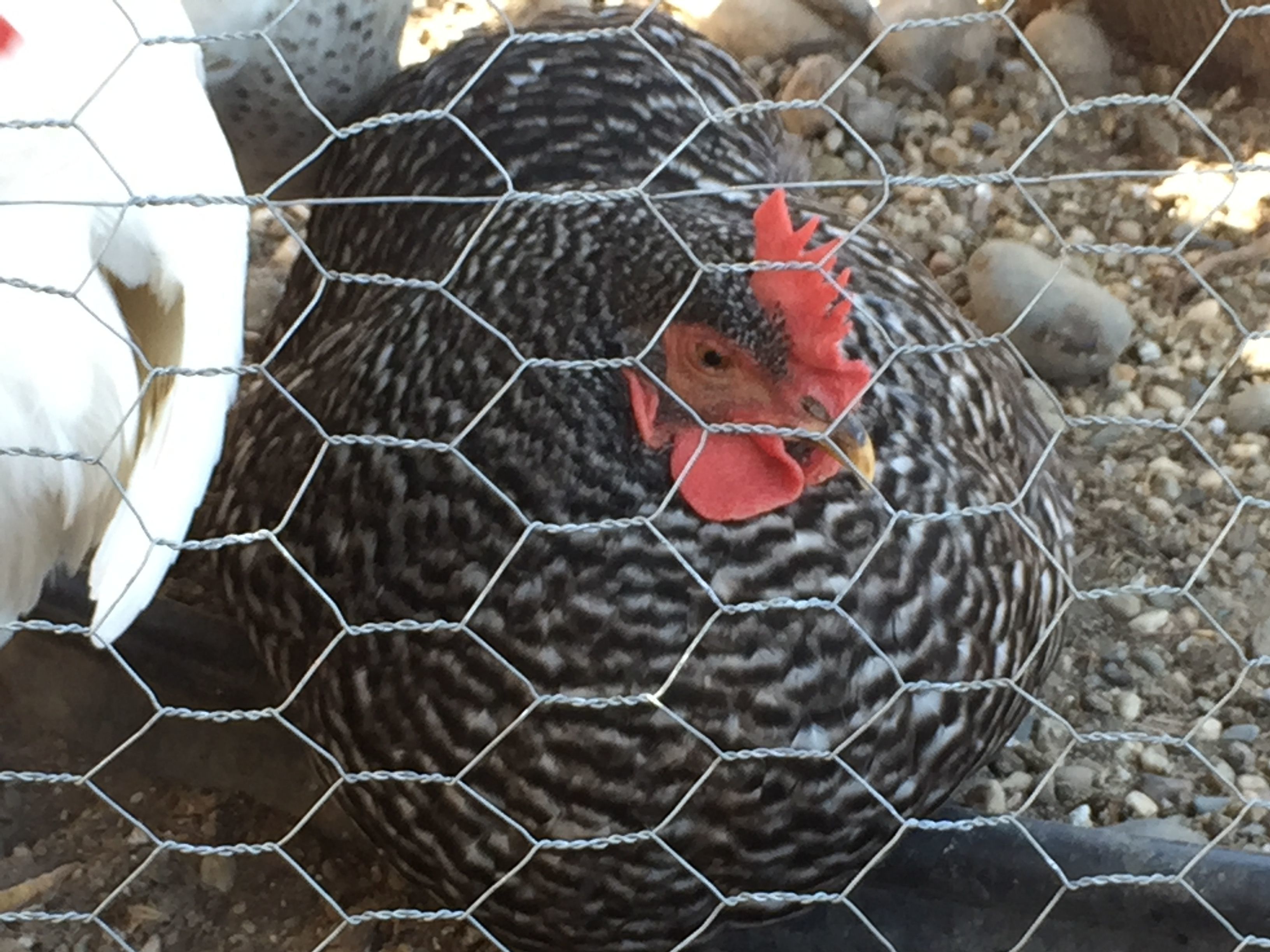 What are you lookin at?, bub.