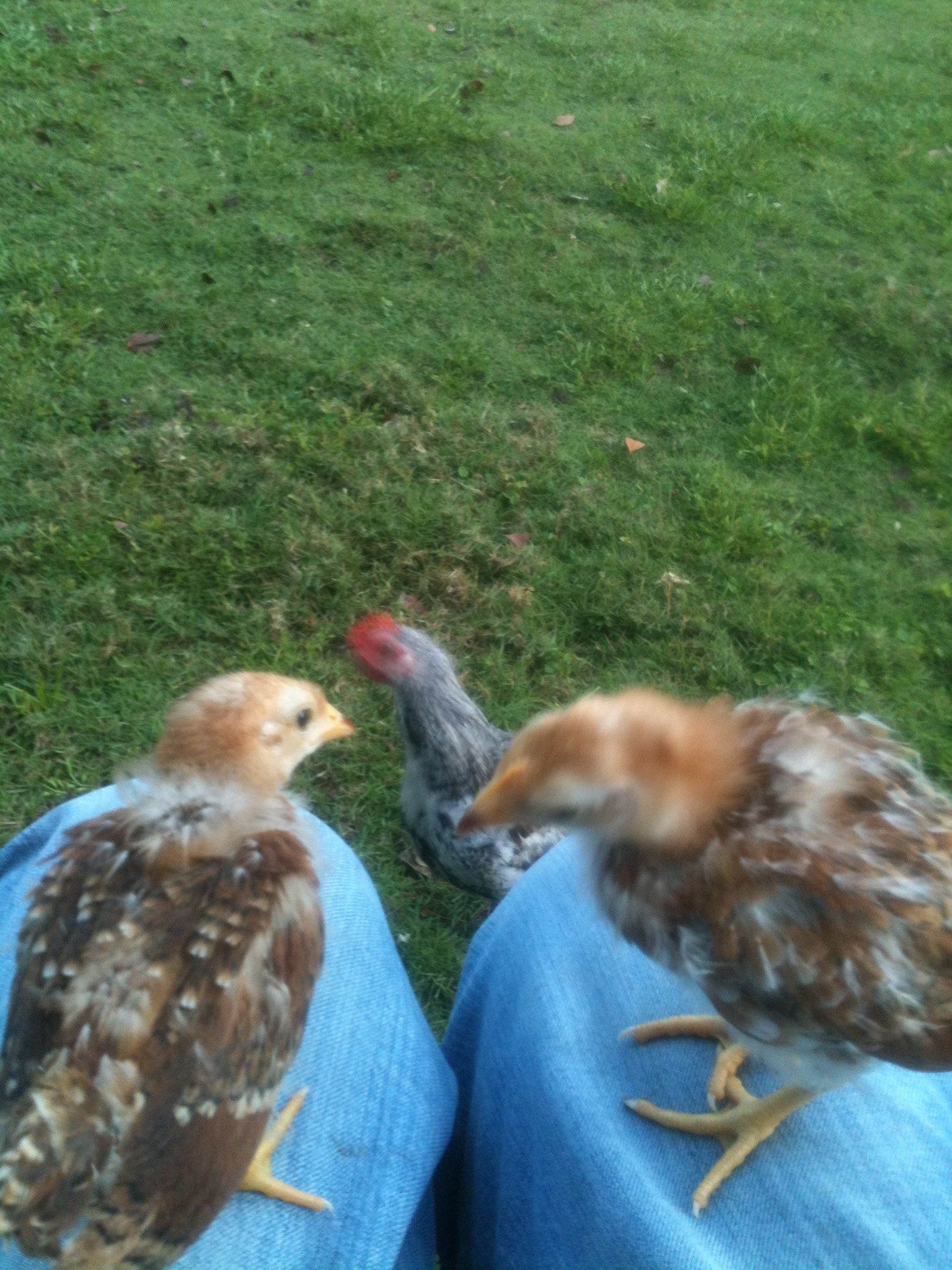 What breed are these 3? The one below is my new rooster and these two are the ones that made it through the first 3 days from my group of three
