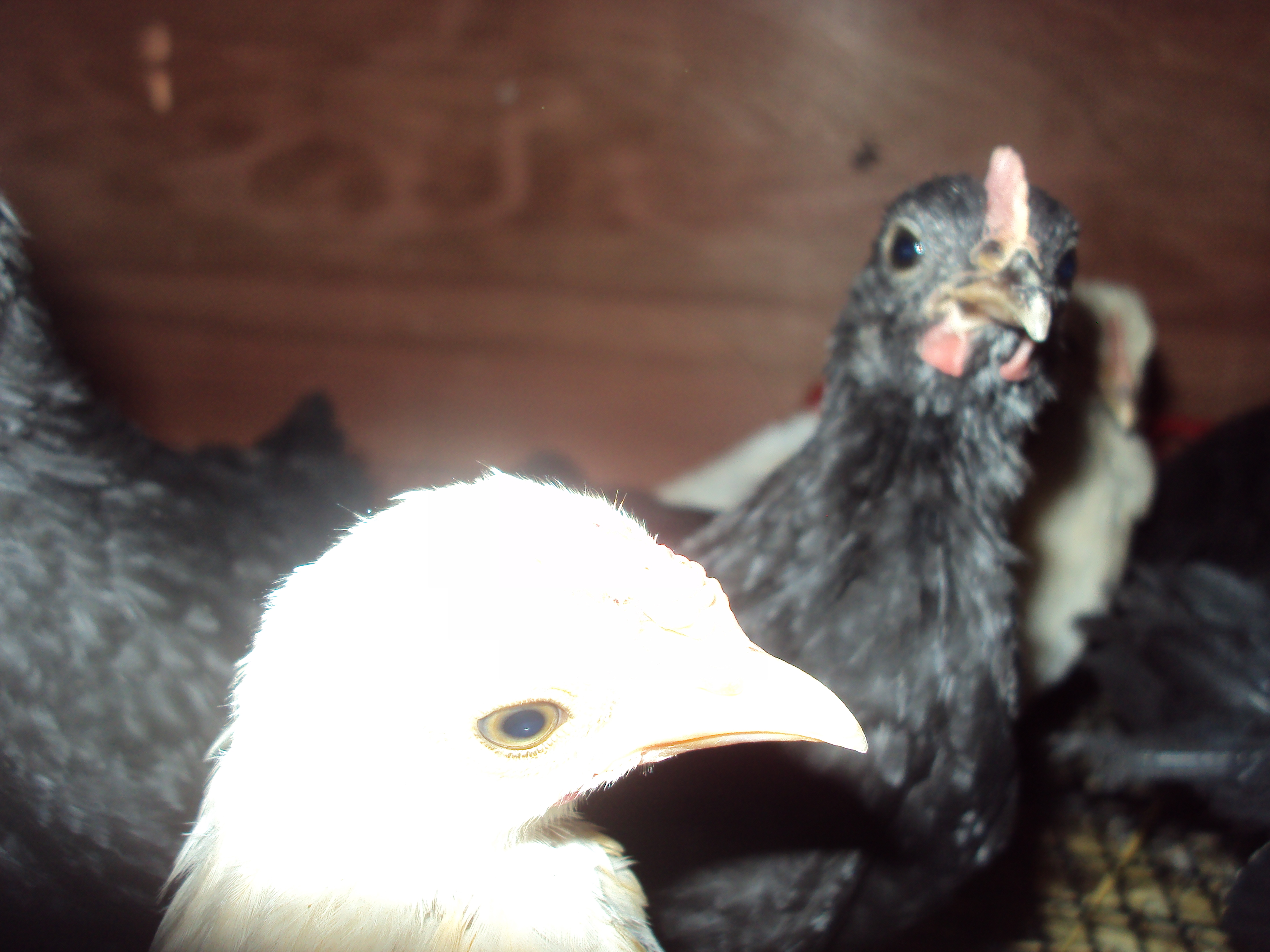 What breed is the black bantam chick?